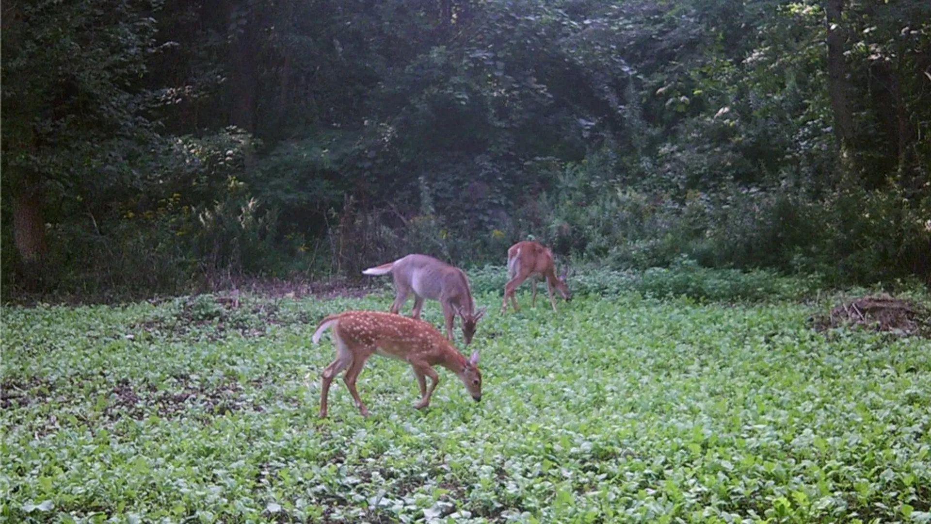 Property at 276 County Road 38, Bainbridge, NY 13733 29