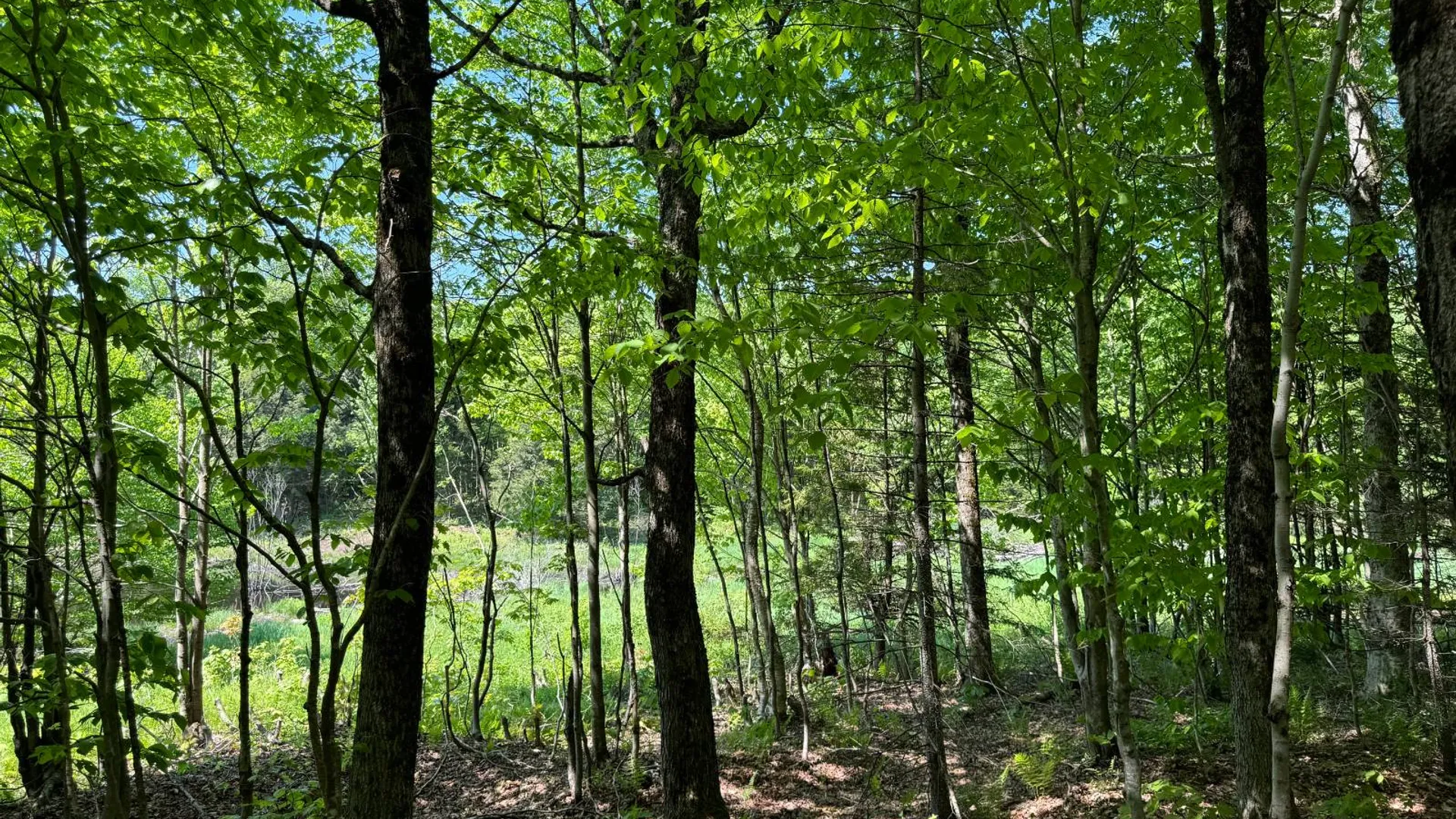 Property at 1.17 Mud Brook Road, Lewis, NY 13325 6