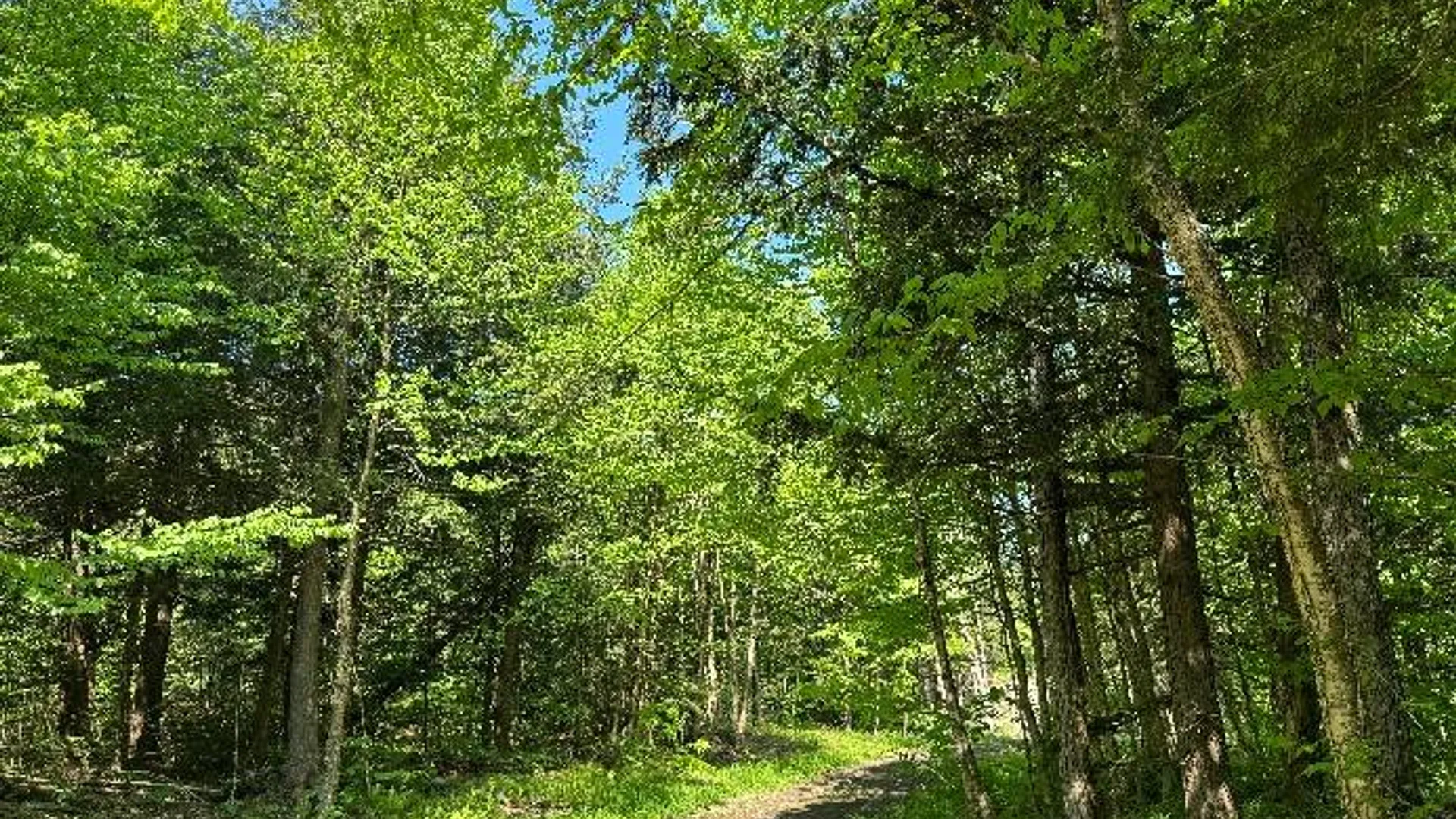 Property at 1.17 Mud Brook Road, Lewis, NY 13325 9
