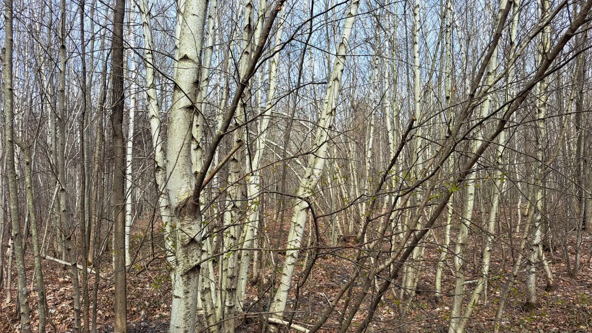 Property at L 11.5 Military Turnpike, Ellenburg Depot, NY 12935 33