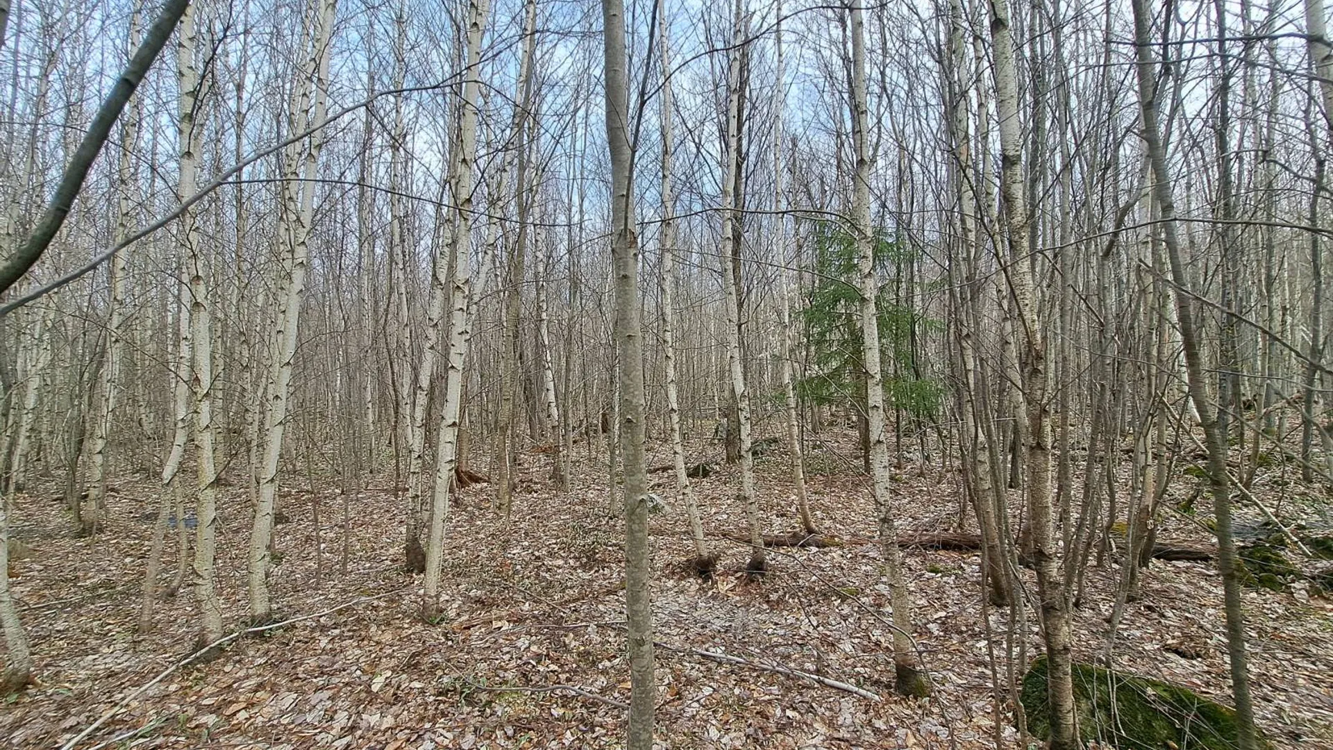 Property at L 11.5 Military Turnpike, Ellenburg Depot, NY 12935 52