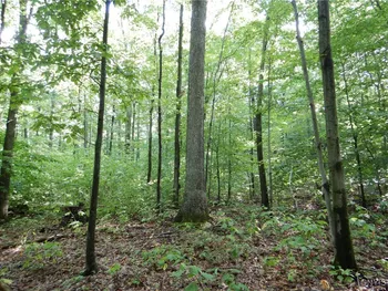 Property at Bull Hill Road, Newfield, NY 14867
