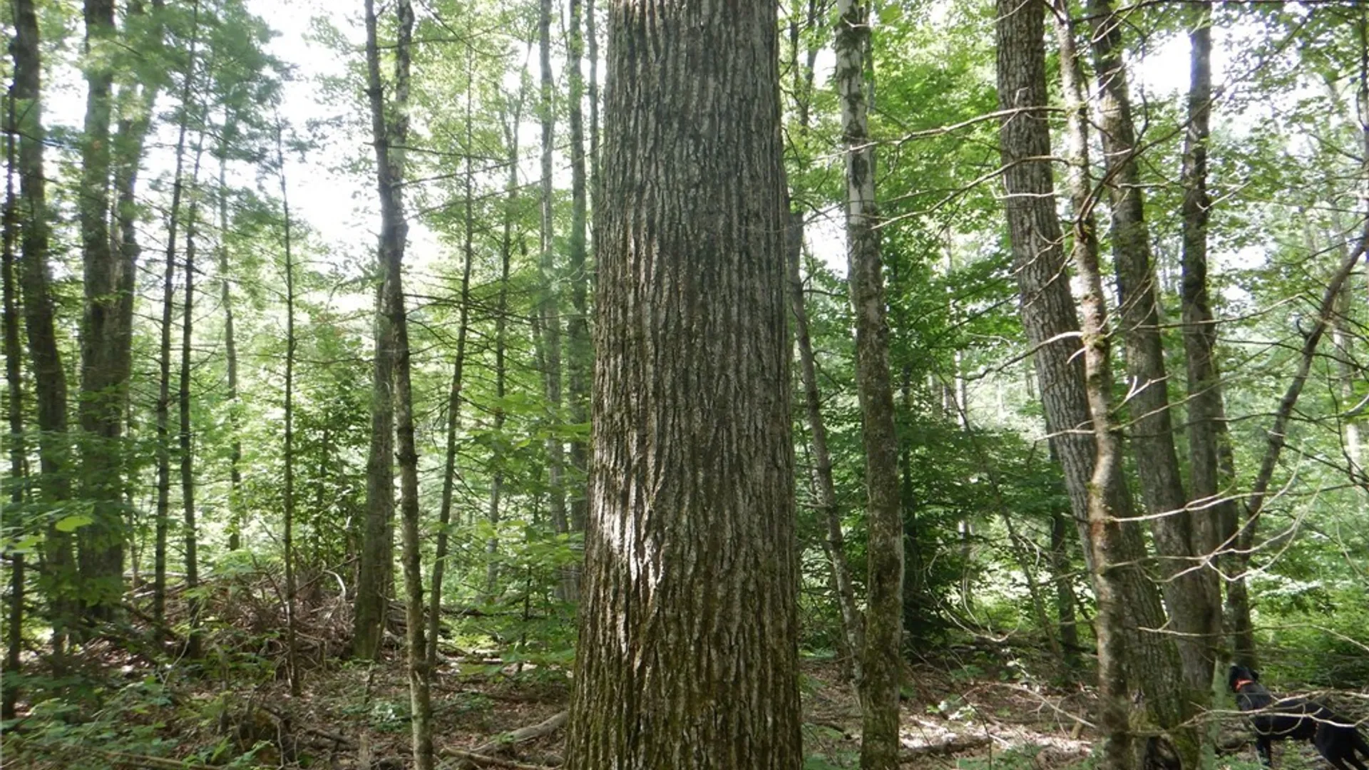 Property at Bull Hill Road, Newfield, NY 14867 2