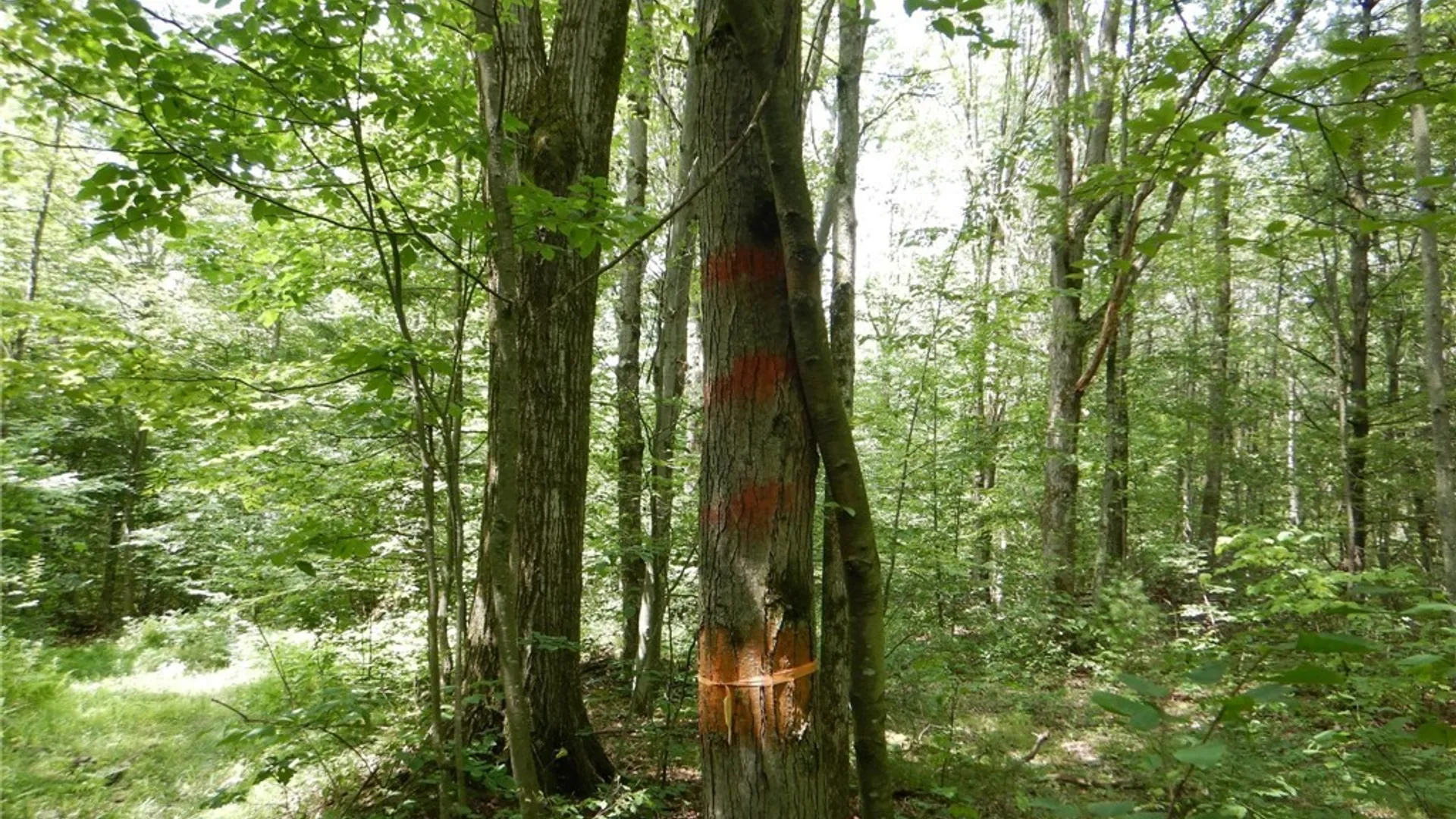 Property at Bull Hill Road, Newfield, NY 14867 20