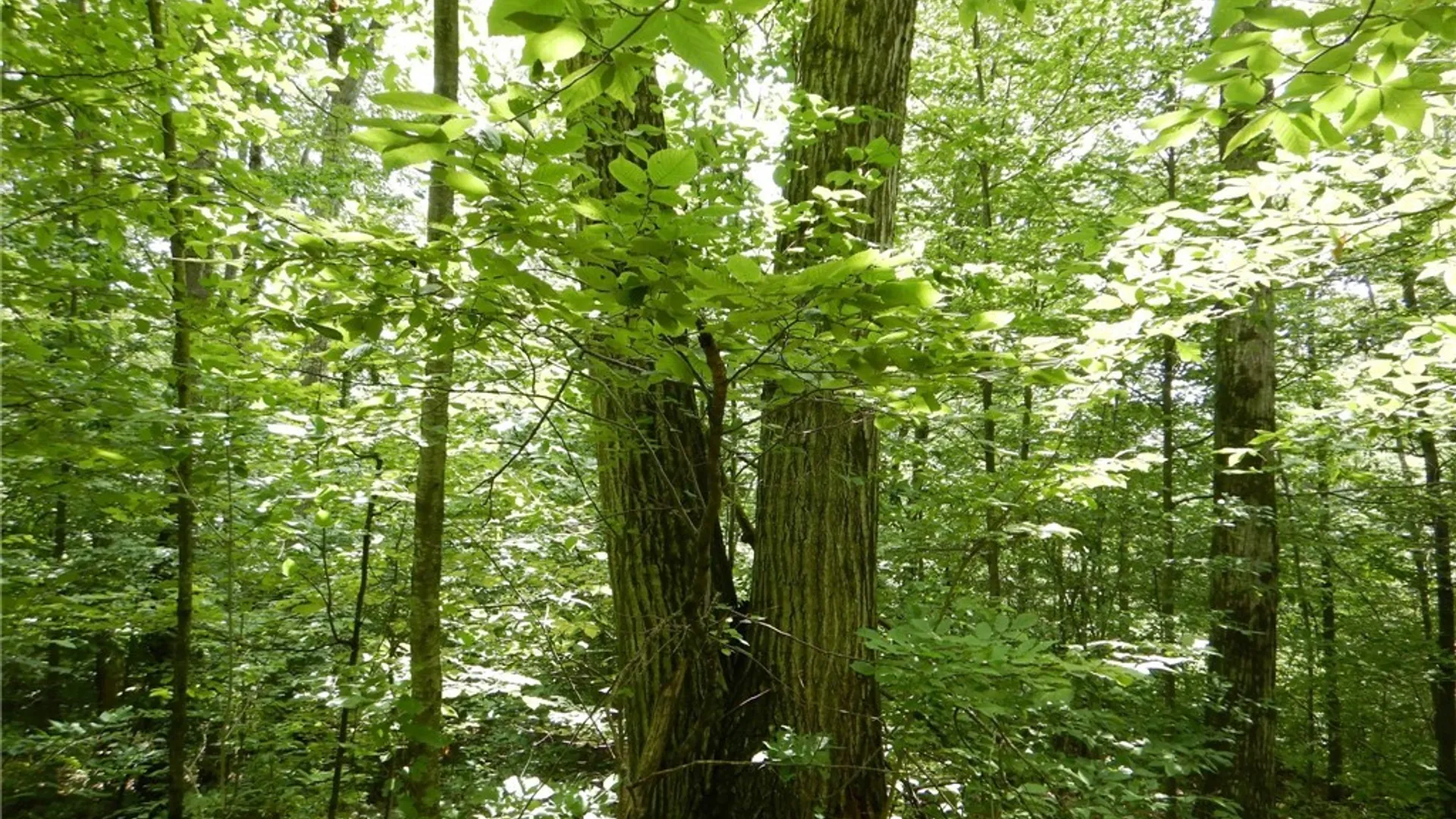 Property at Bull Hill Road, Newfield, NY 14867 8