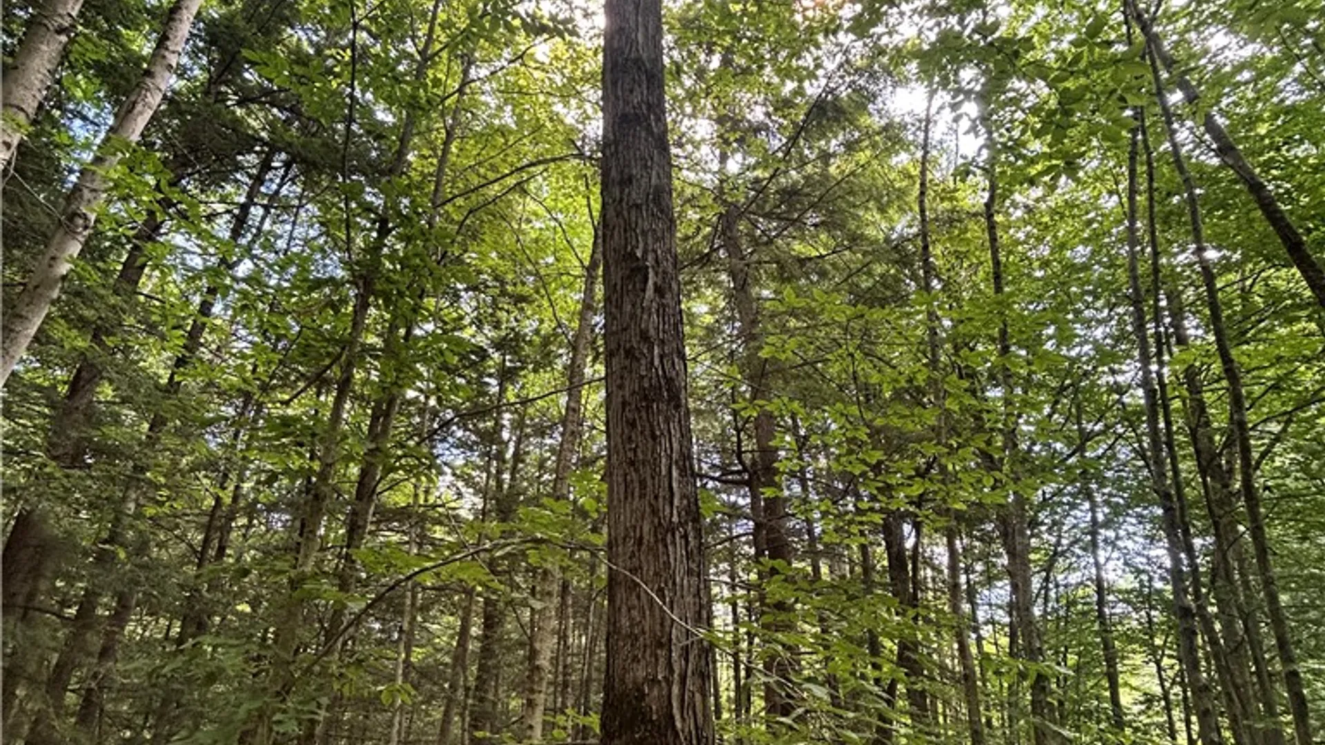 Property at 270 Collins Gifford Valley Road, Northampton, NY 12134 17