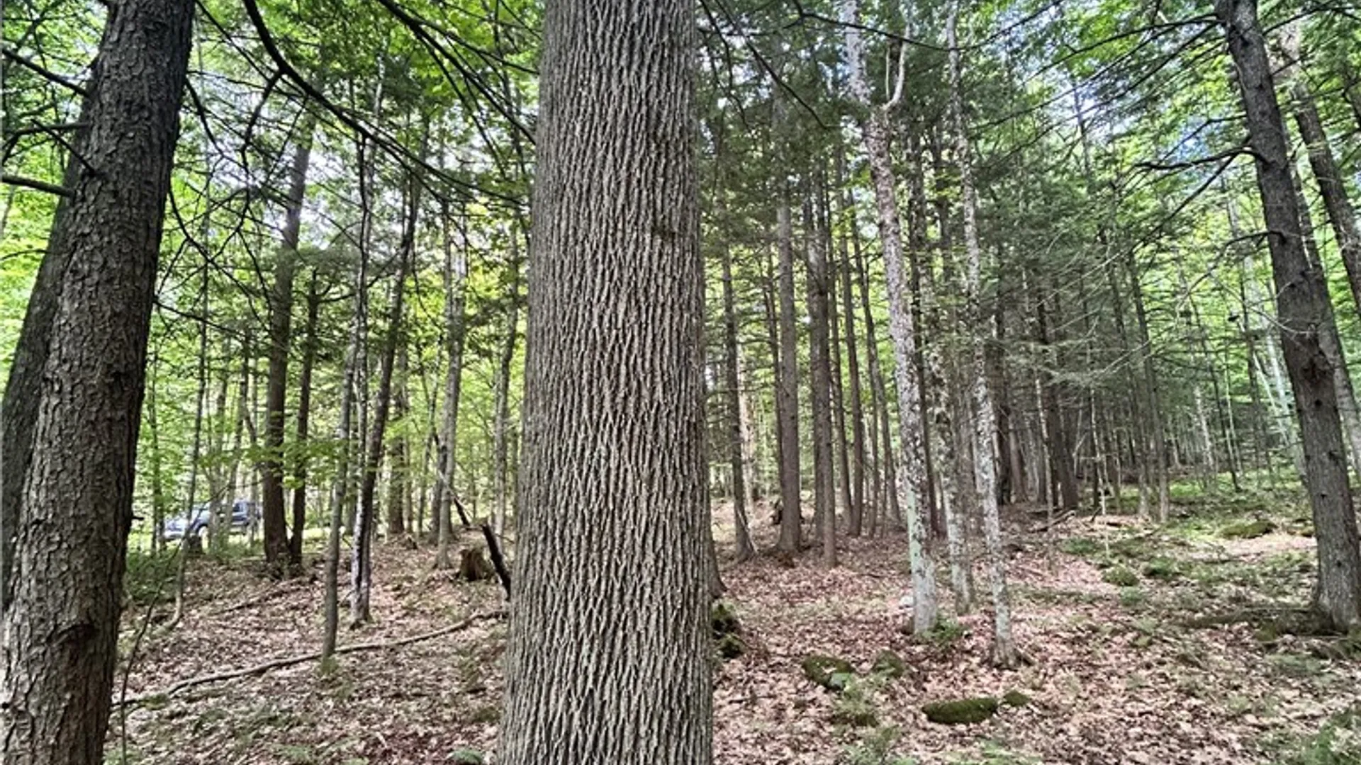 Property at 270 Collins Gifford Valley Road, Northampton, NY 12134 18