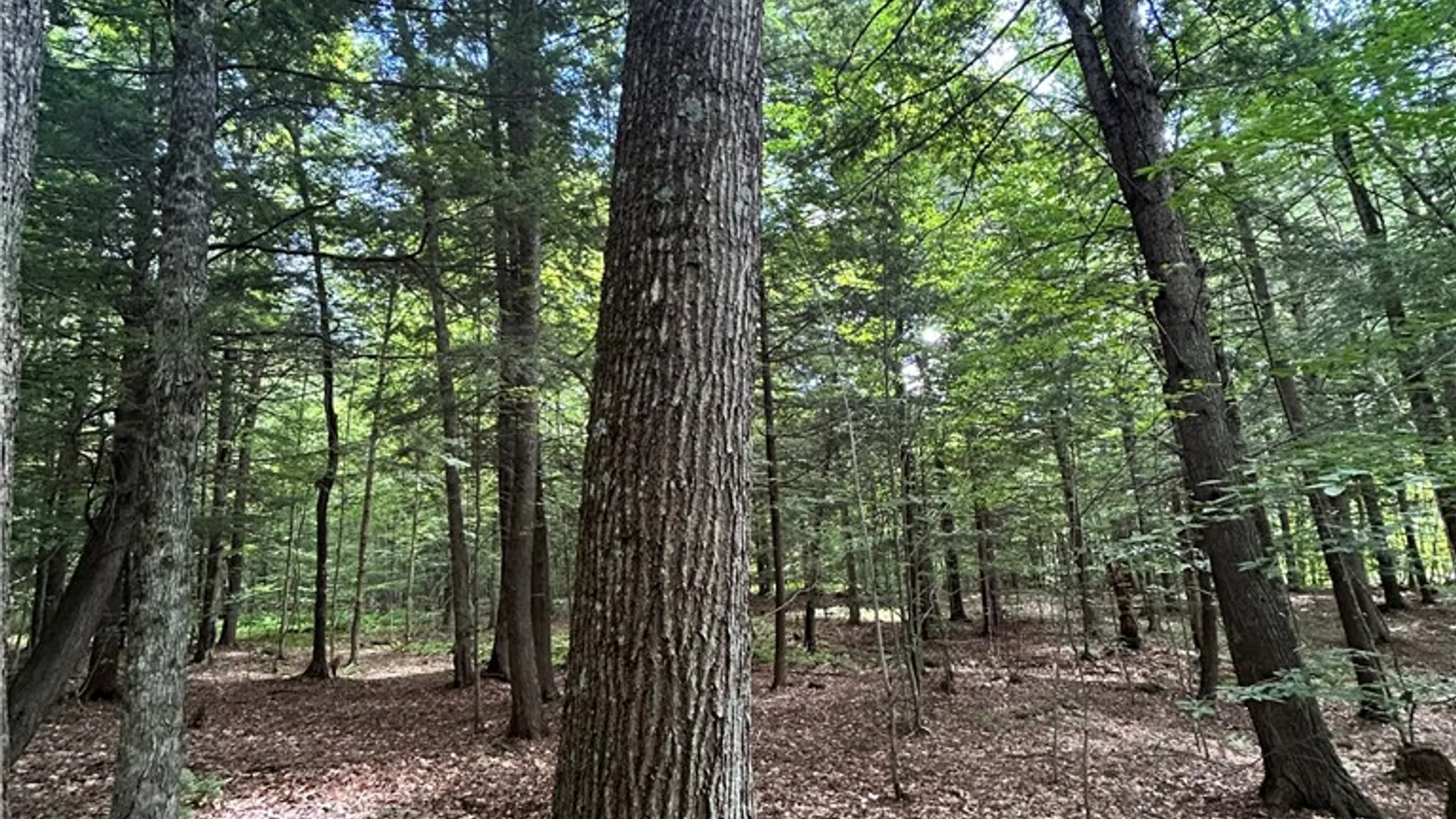 Property at 270 Collins Gifford Valley Road, Northampton, NY 12134 19