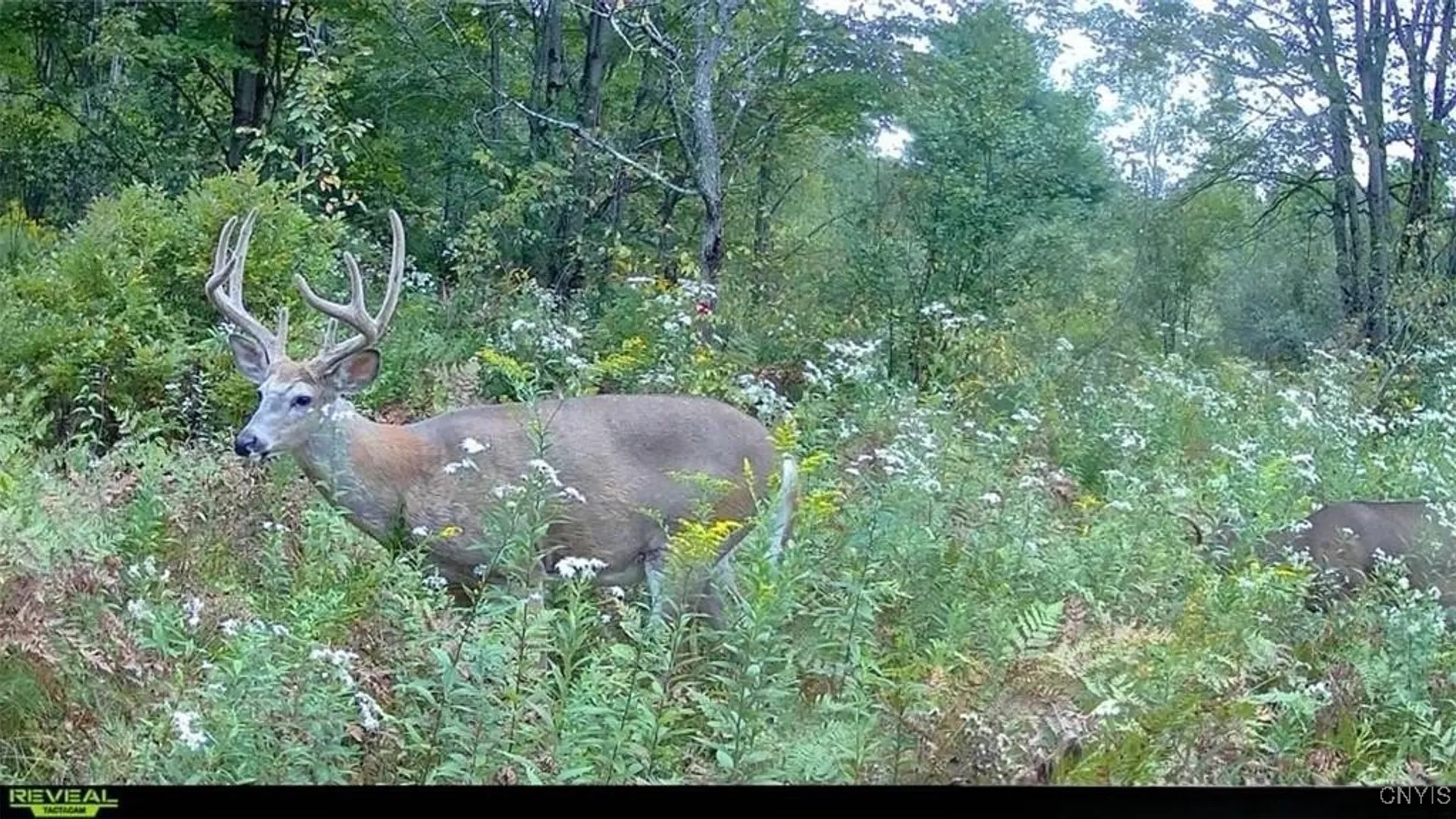 Property at 0 County Route 70, Florence, NY 13316 5