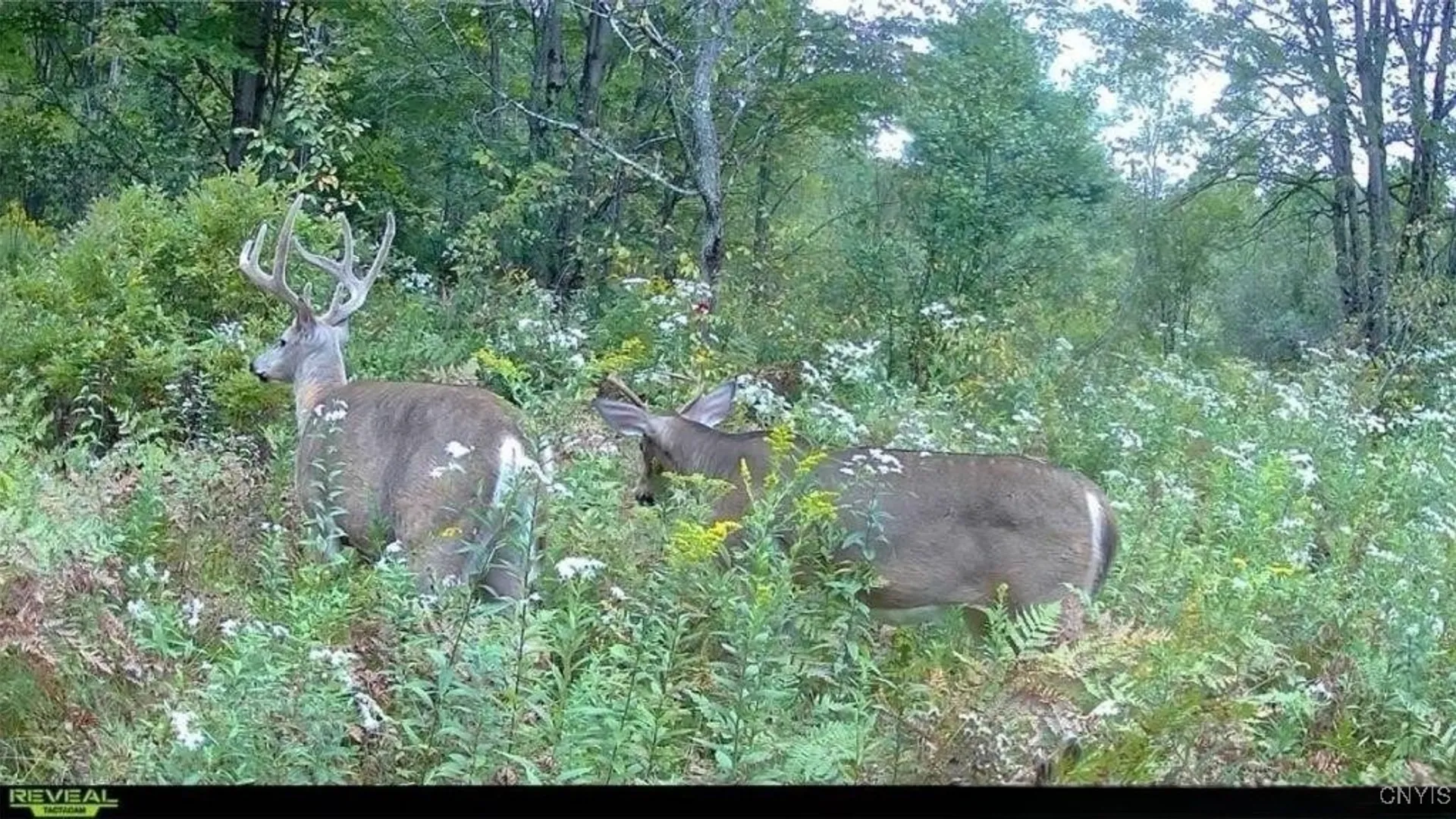 Property at 0 County Route 70, Florence, NY 13316 6