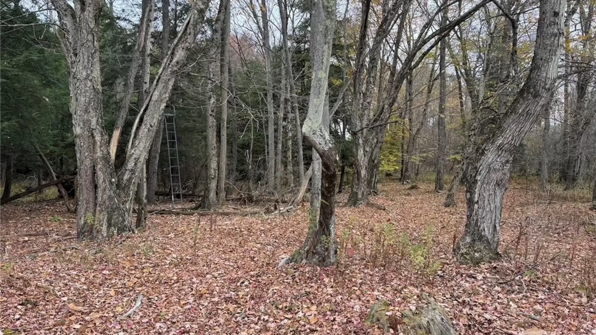 Property at Portville Obi Road, Genesee, NY 14770 12