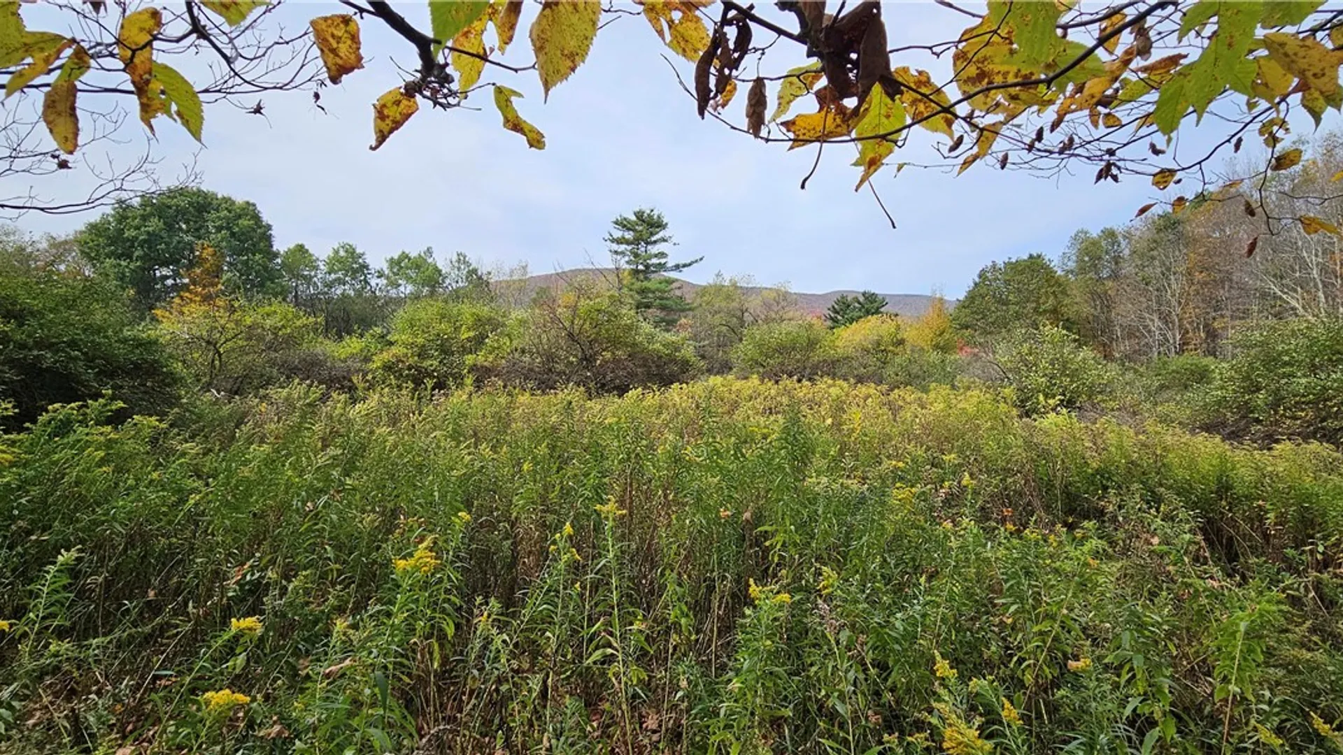 Property at 161 Montgomery Hollow Road, Roxbury, NY 12474 13