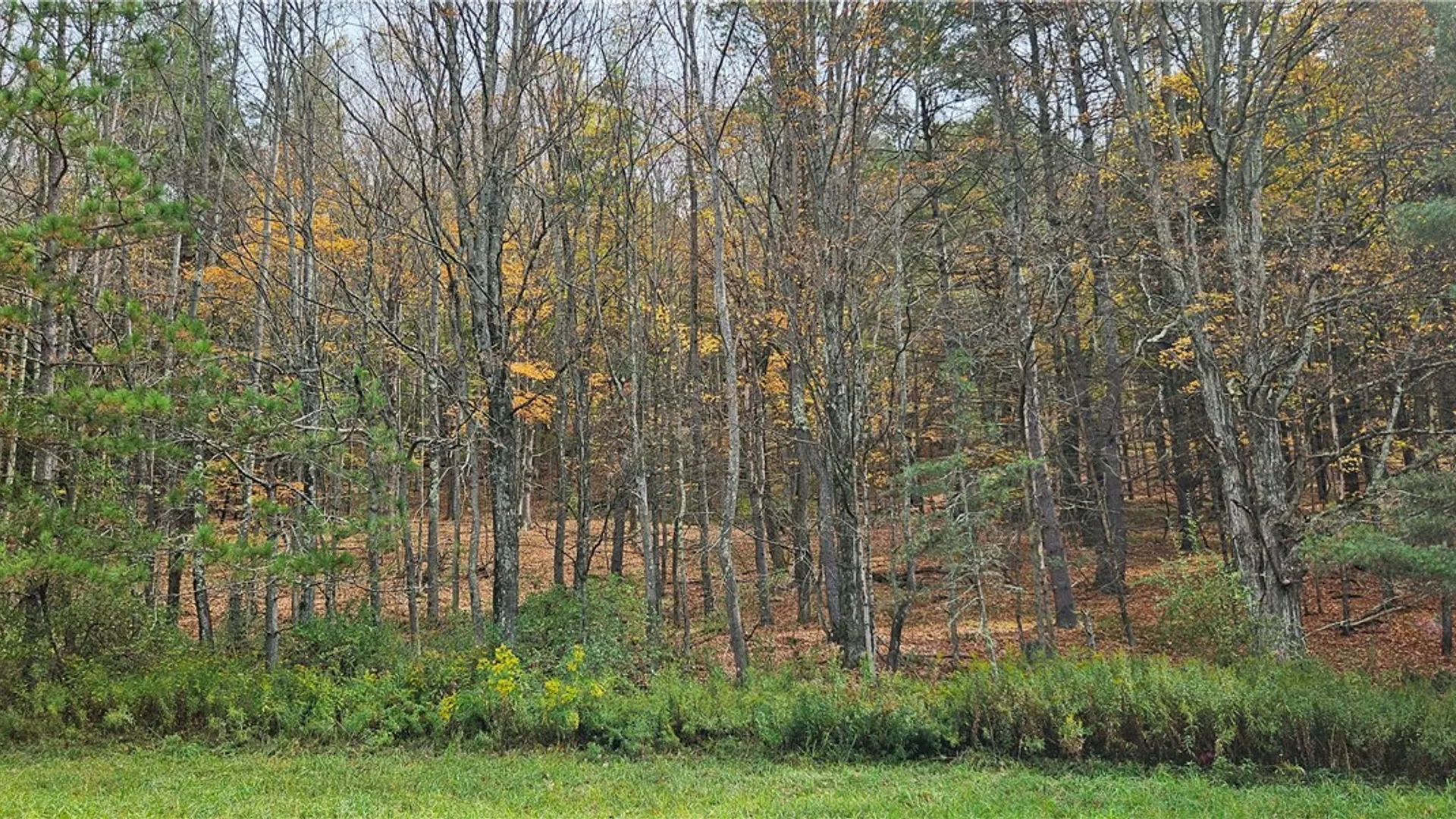 Property at 161 Montgomery Hollow Road, Roxbury, NY 12474 15