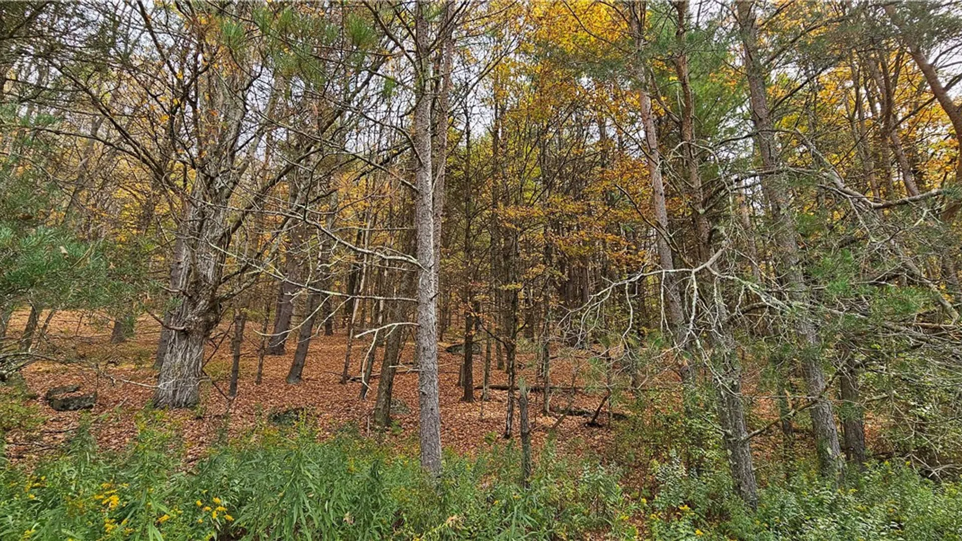 Property at 161 Montgomery Hollow Road, Roxbury, NY 12474 16