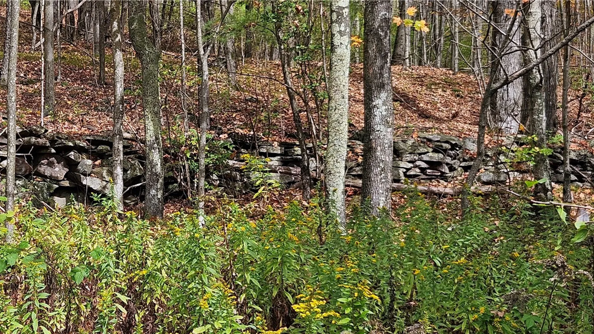 Property at 161 Montgomery Hollow Road, Roxbury, NY 12474 8