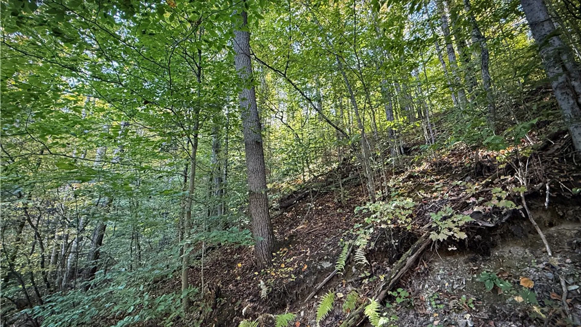 Property at 920 Carter Creek Road, Newfield, NY 14867 29