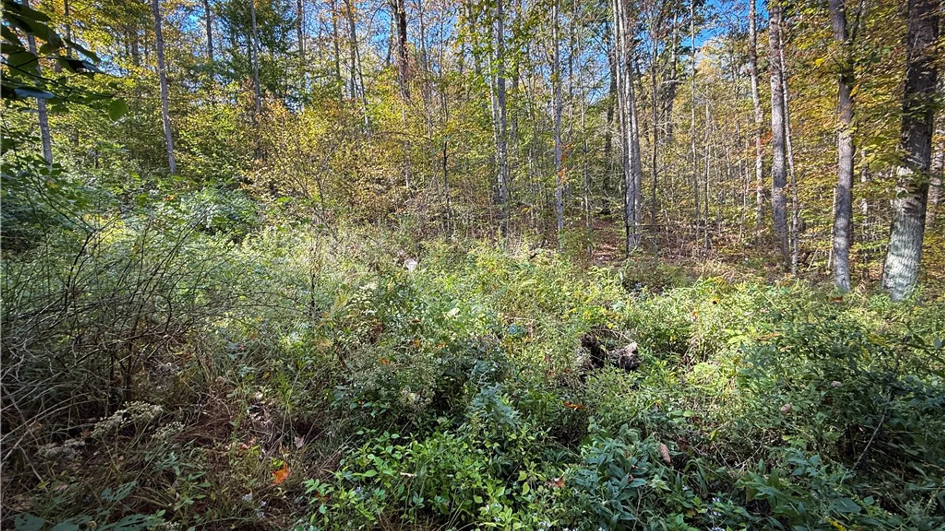 Property at 920 Carter Creek Road, Newfield, NY 14867 31
