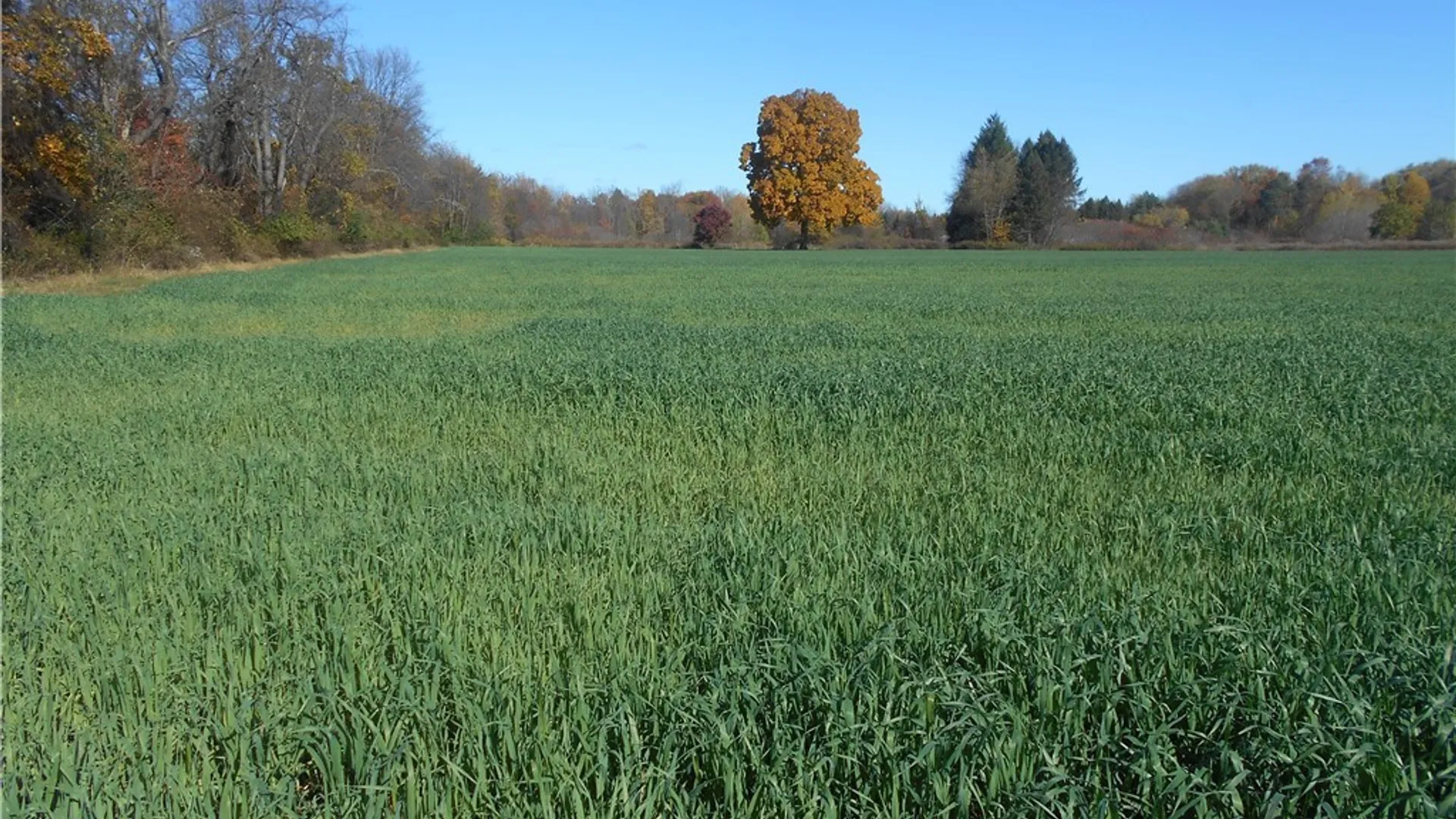 Property at Gowanda State Road, Hamburg, NY 14075 13