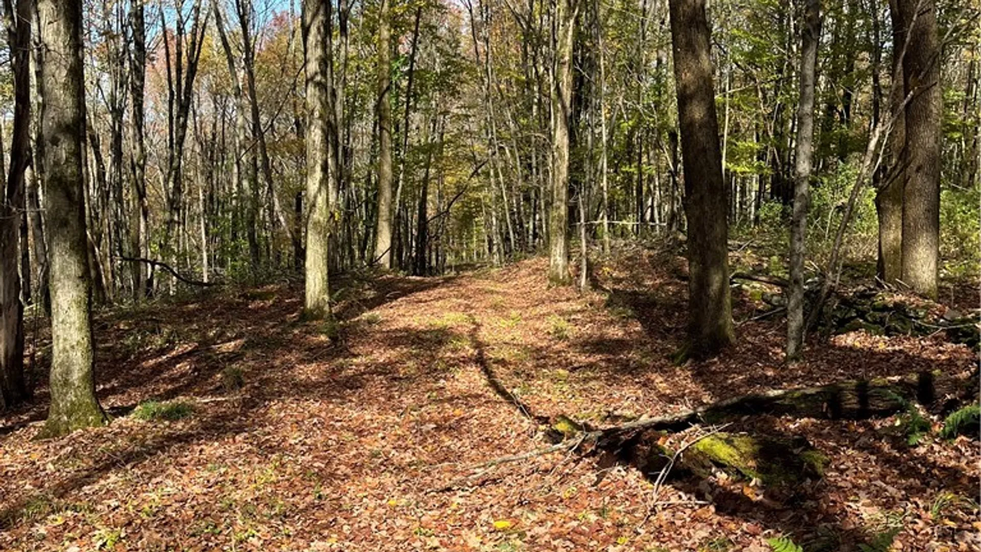 Property at 0 Baker Road, Butternuts, NY 13776 16