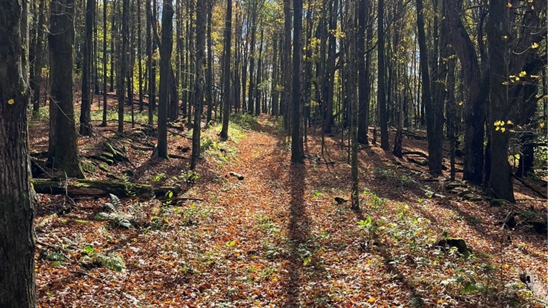 Property at 0 Baker Road, Butternuts, NY 13776 18