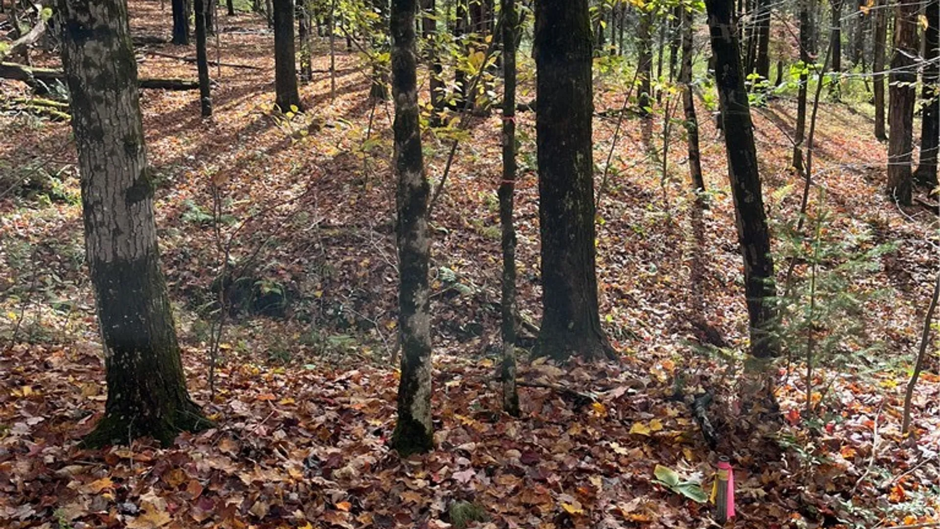 Property at 0 Baker Road, Butternuts, NY 13776 22