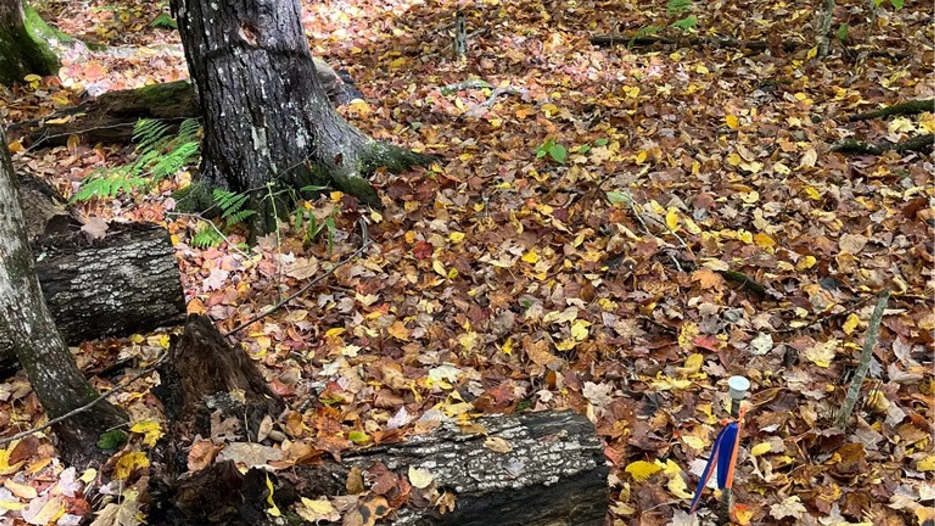 Property at 0 Baker Road, Butternuts, NY 13776 28