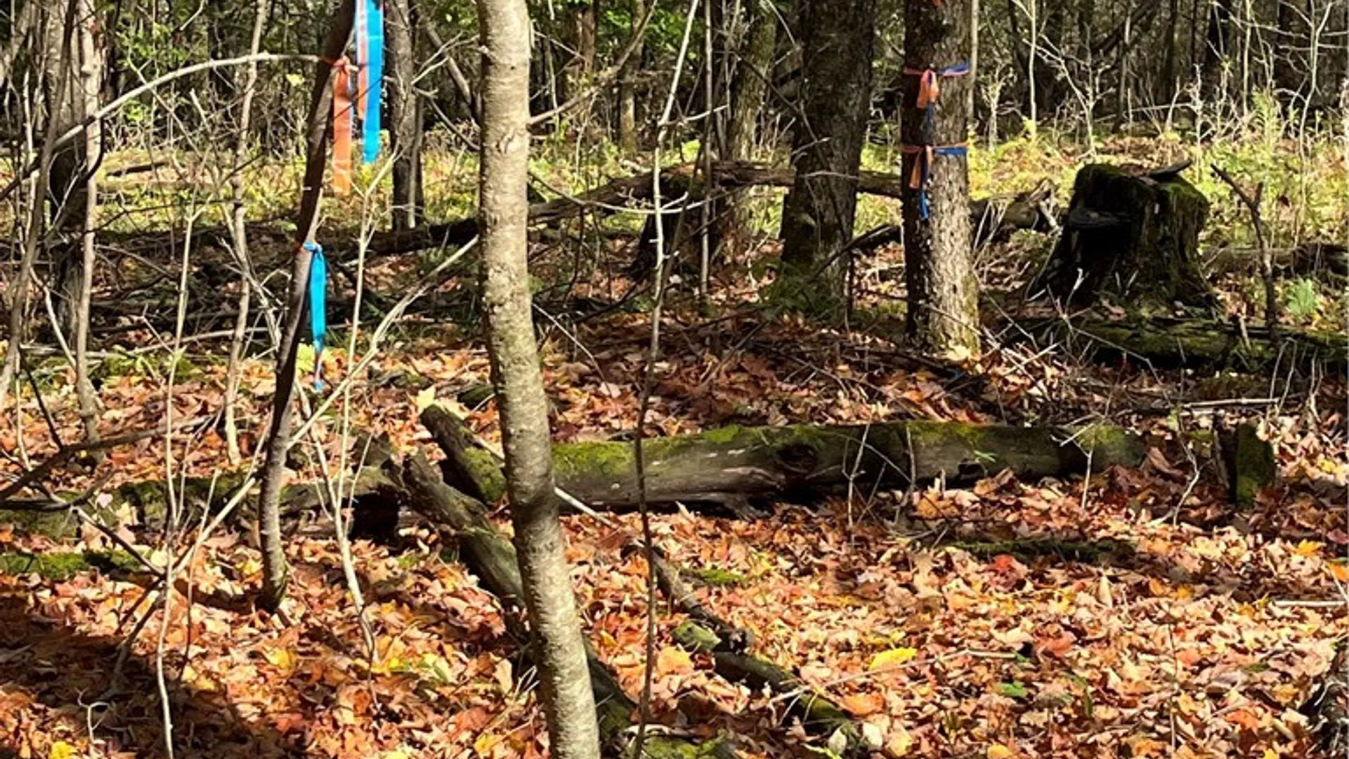 Property at 0 Baker Road, Butternuts, NY 13776 8