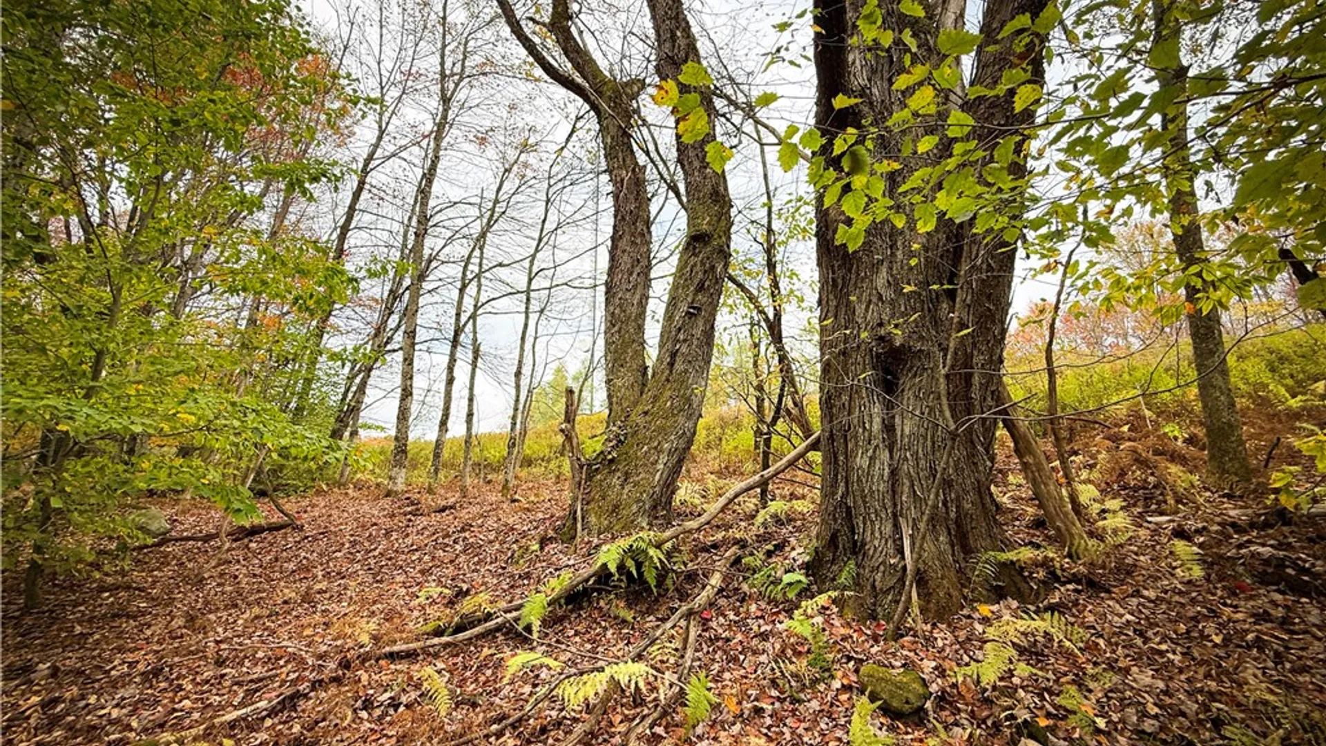 Property at 0 Trout Brook Drive, Orwell, NY 13144 33