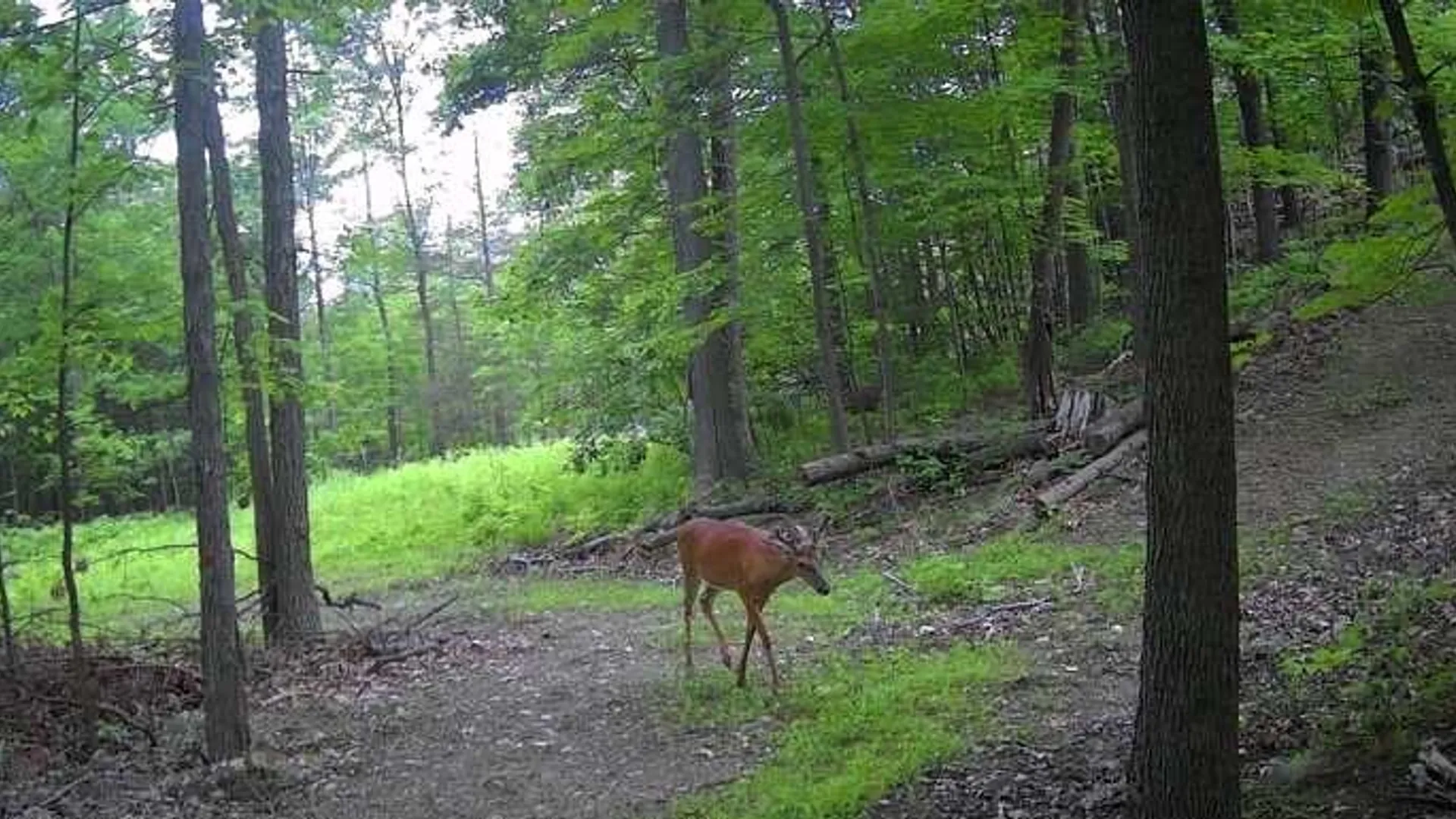 Property at 8302 Wesley Road, Richmond, NY 14471 29