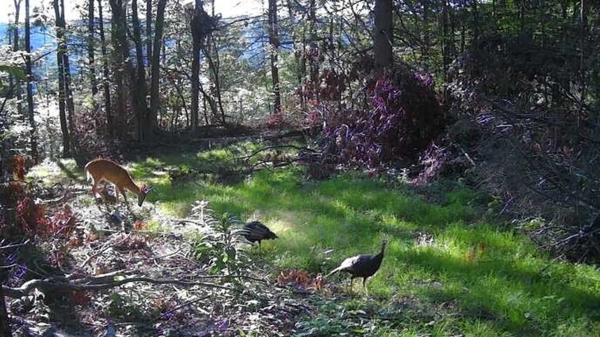 Property at 8302 Wesley Road, Richmond, NY 14471 30