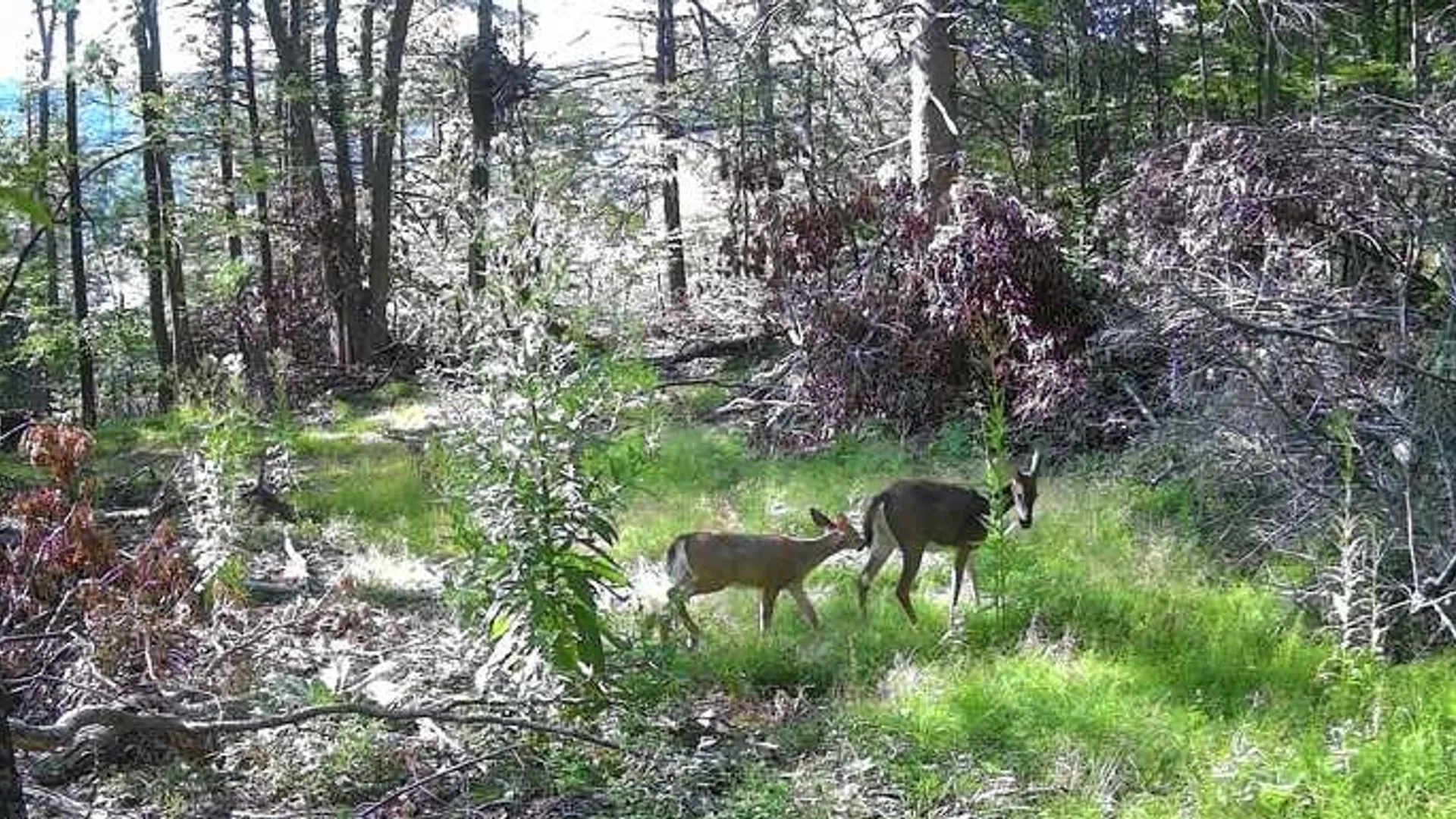 Property at 8302 Wesley Road, Richmond, NY 14471 31