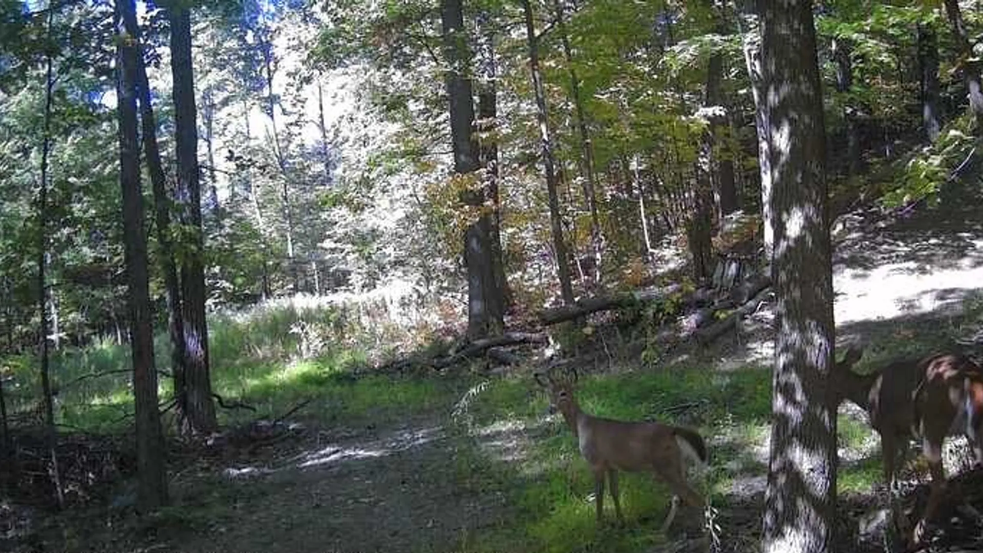 Property at 8302 Wesley Road, Richmond, NY 14471 32