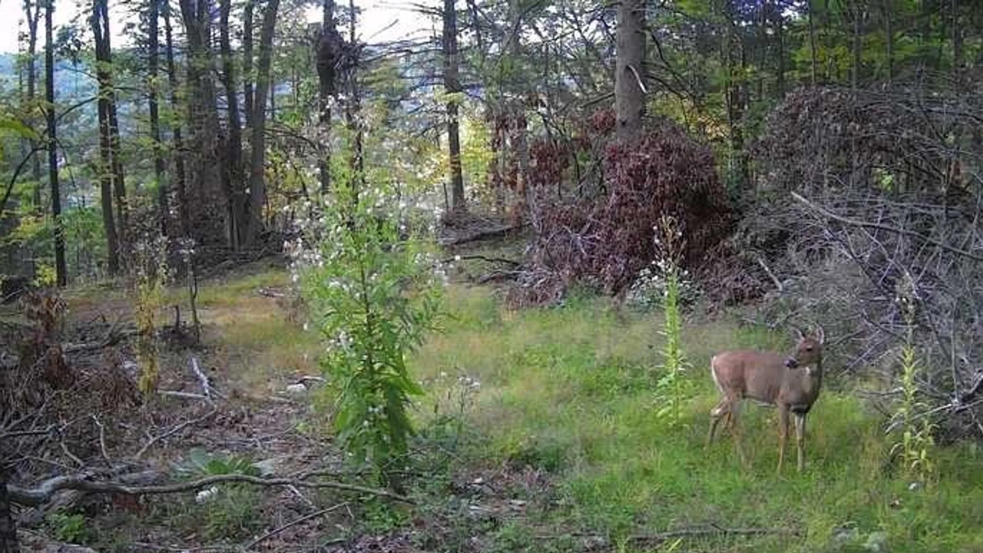 Property at 8302 Wesley Road, Richmond, NY 14471 33