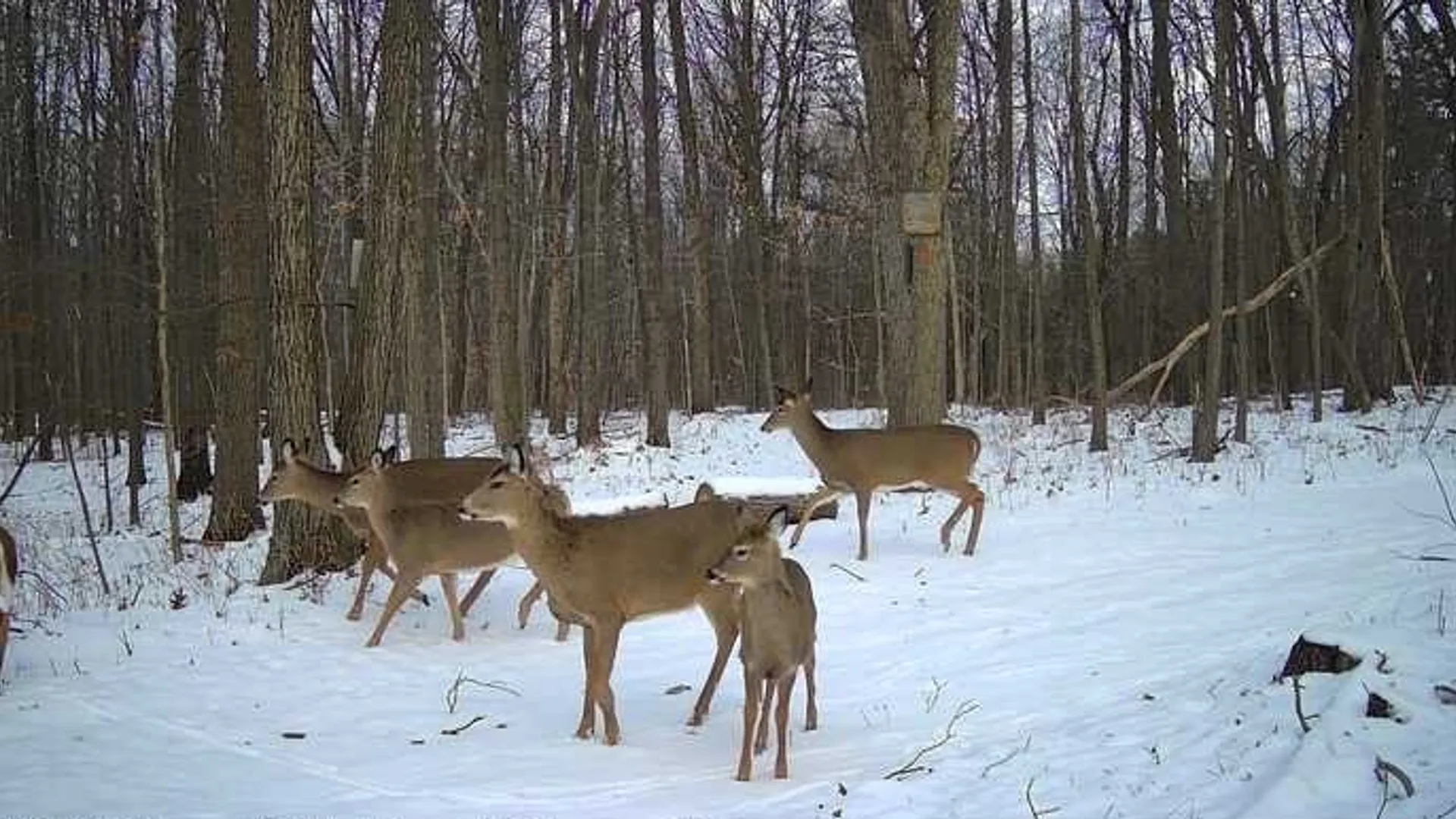 Property at 8302 Wesley Road, Richmond, NY 14471 39