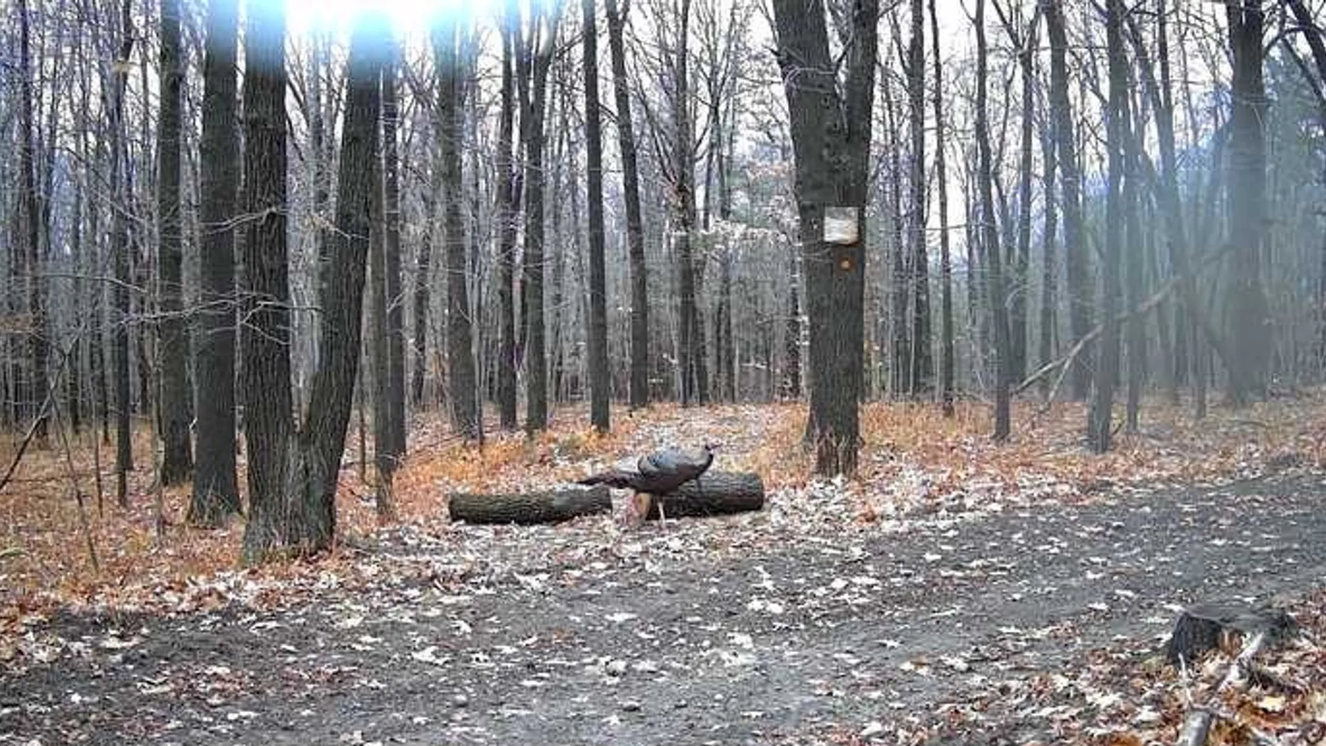 Property at 8302 Wesley Road, Richmond, NY 14471 9