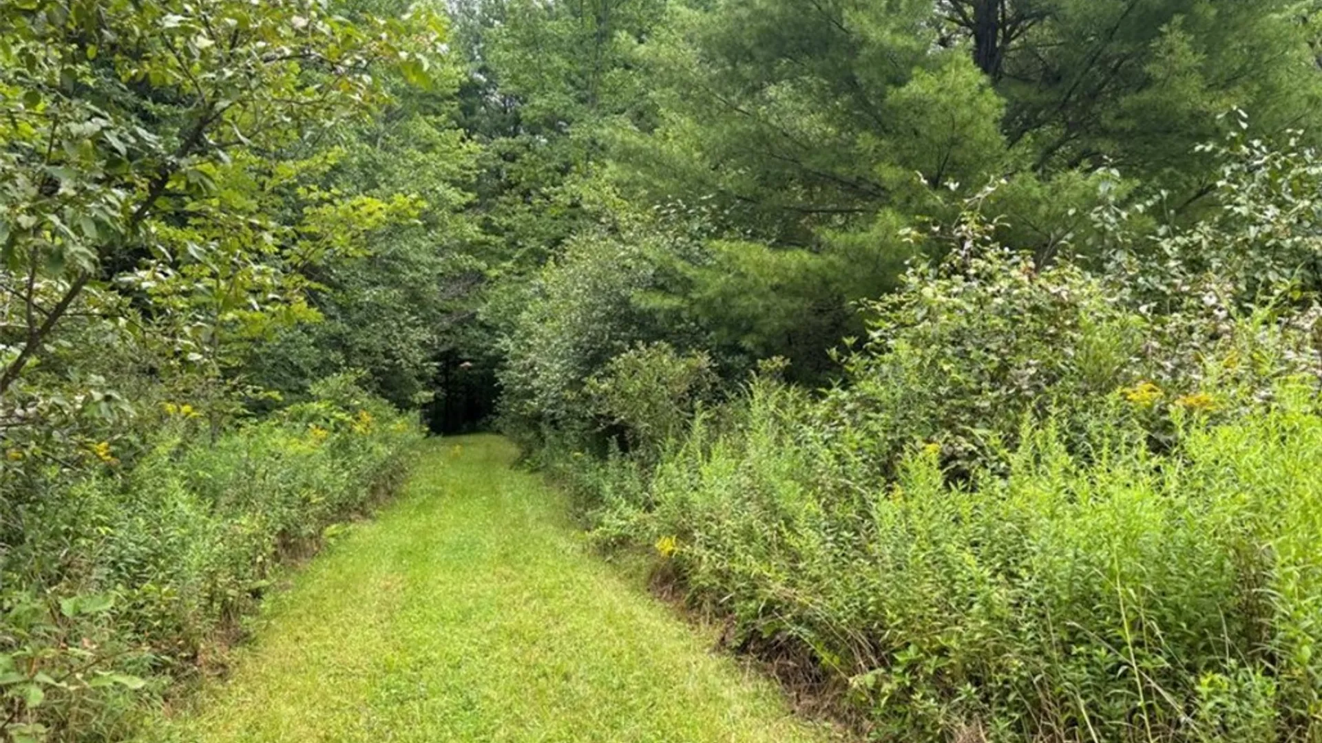 Property at 00 Browntown Road Lot 3, Lindley, NY 14858 3