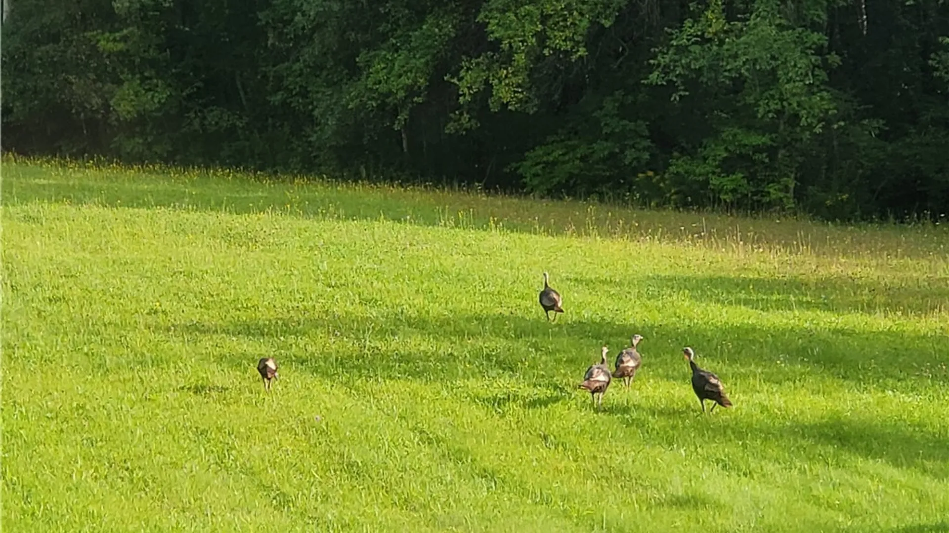 Property at Hogback Road, Butler, NY 13143 10