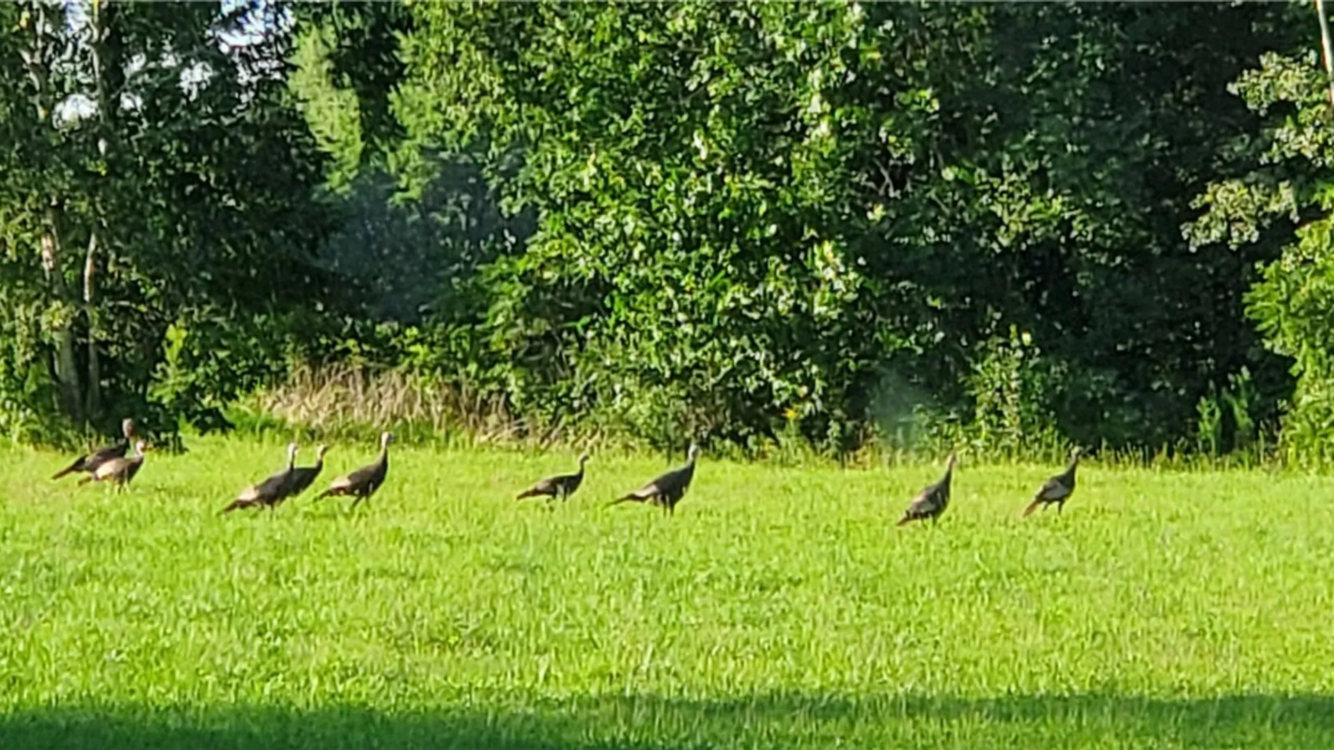 Property at Hogback Road, Butler, NY 13143 11