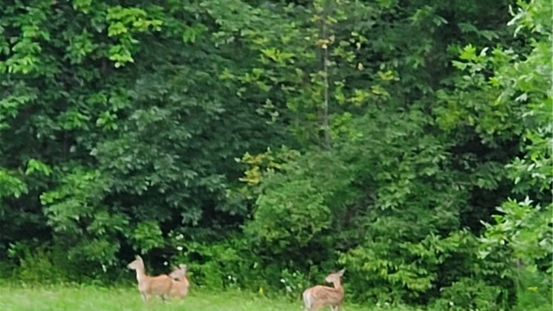 Property at Hogback Road, Butler, NY 13143 13