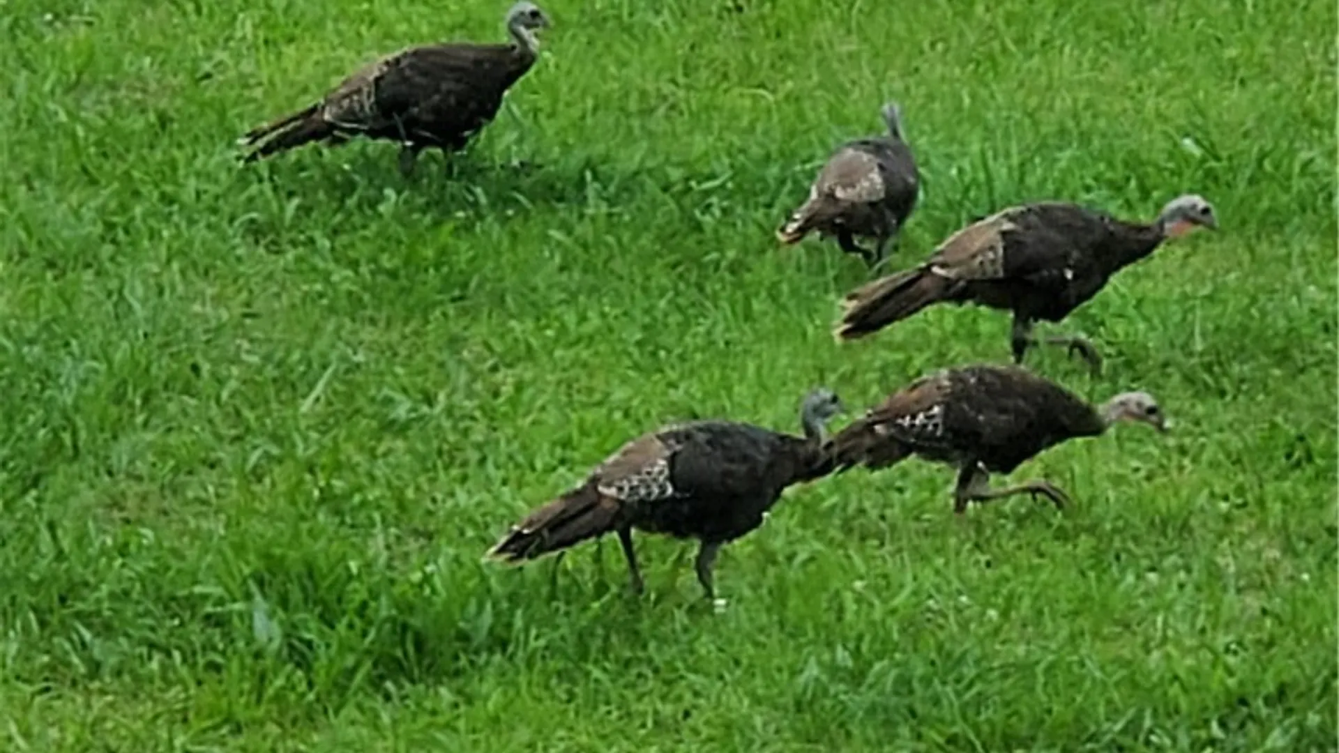 Property at Hogback Road, Butler, NY 13143 14