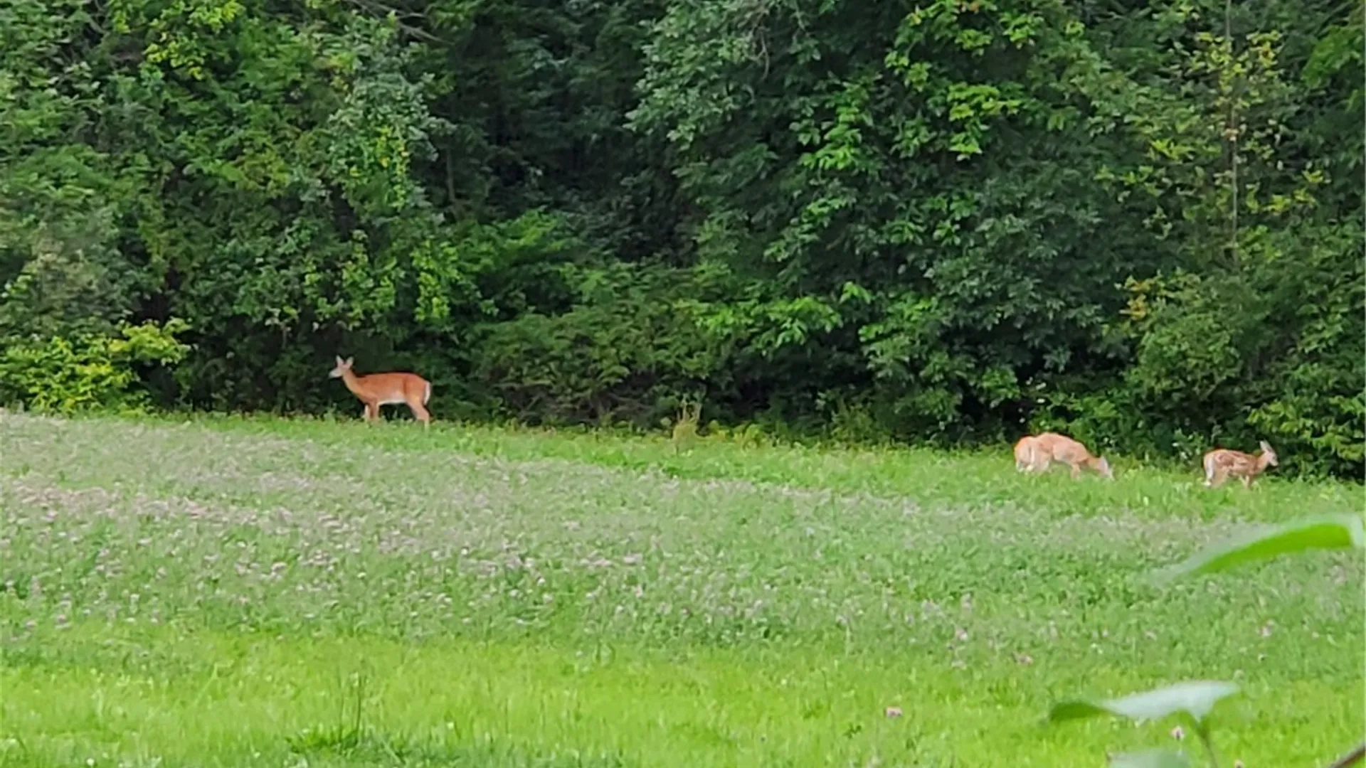 Property at Hogback Road, Butler, NY 13143 15