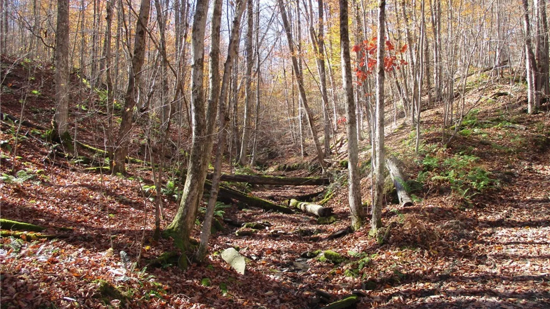 Property at Gordon Brook, Scio, NY 14880 14