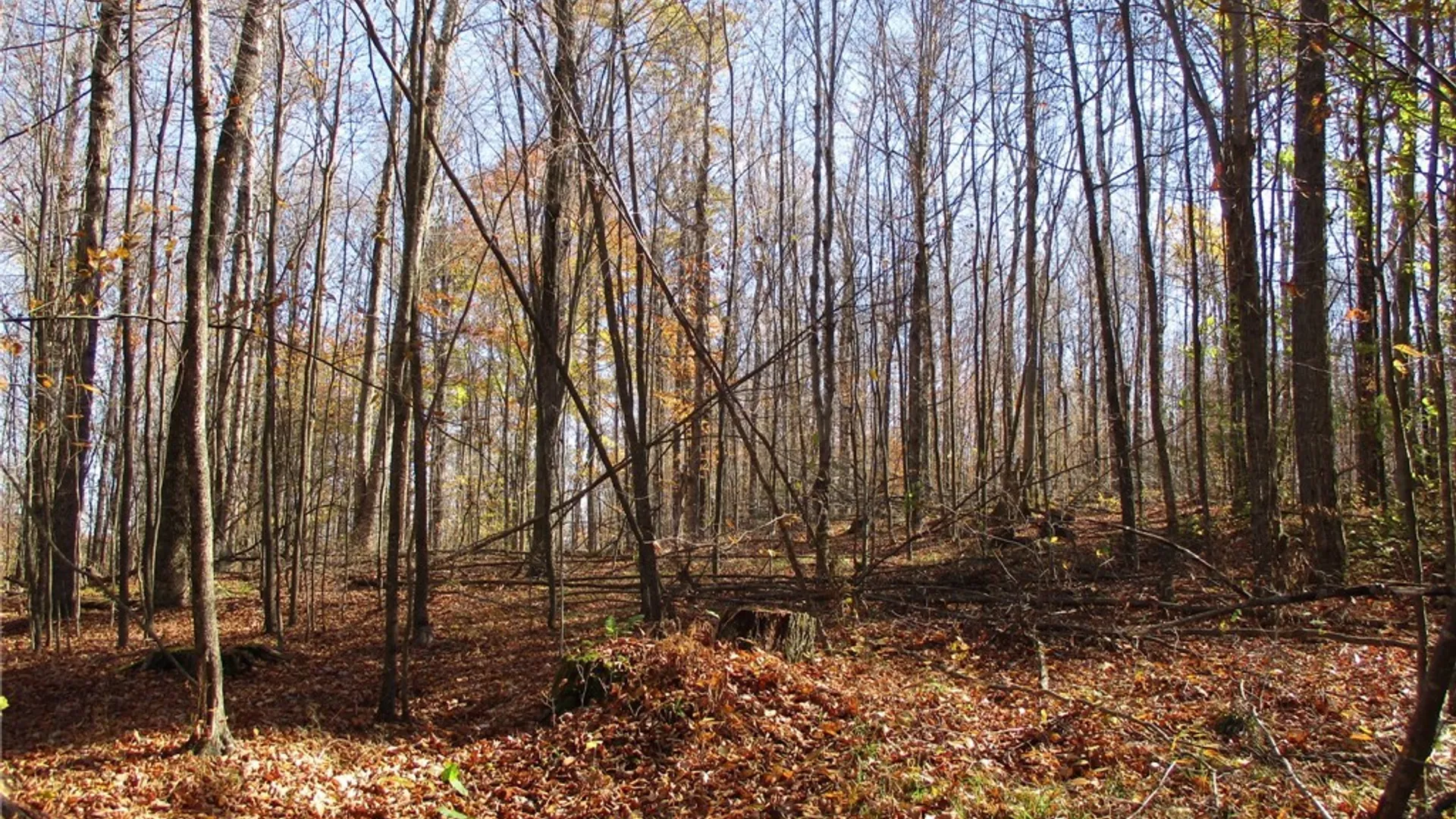 Property at Gordon Brook, Scio, NY 14880 15