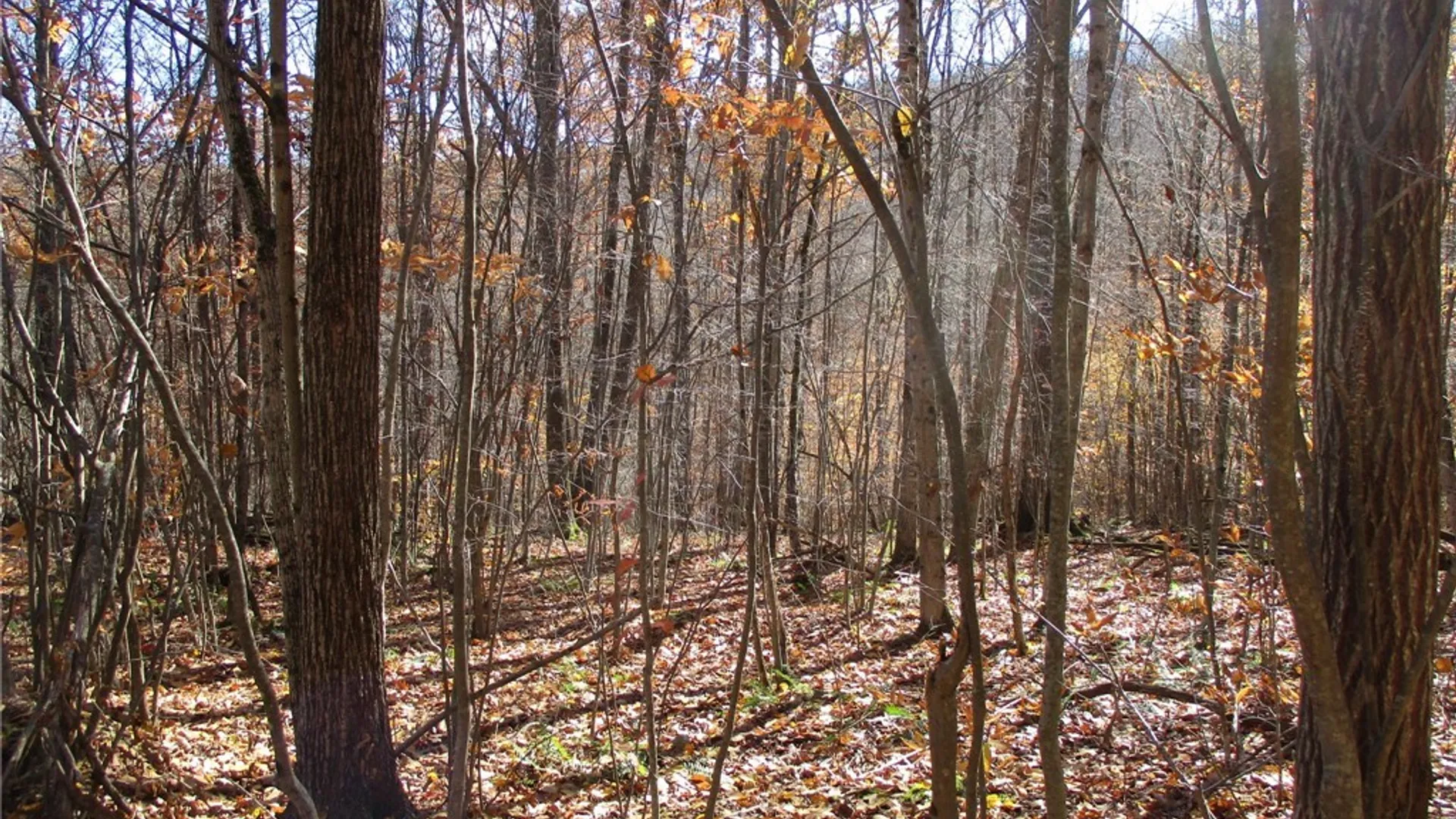 Property at Gordon Brook, Scio, NY 14880 8