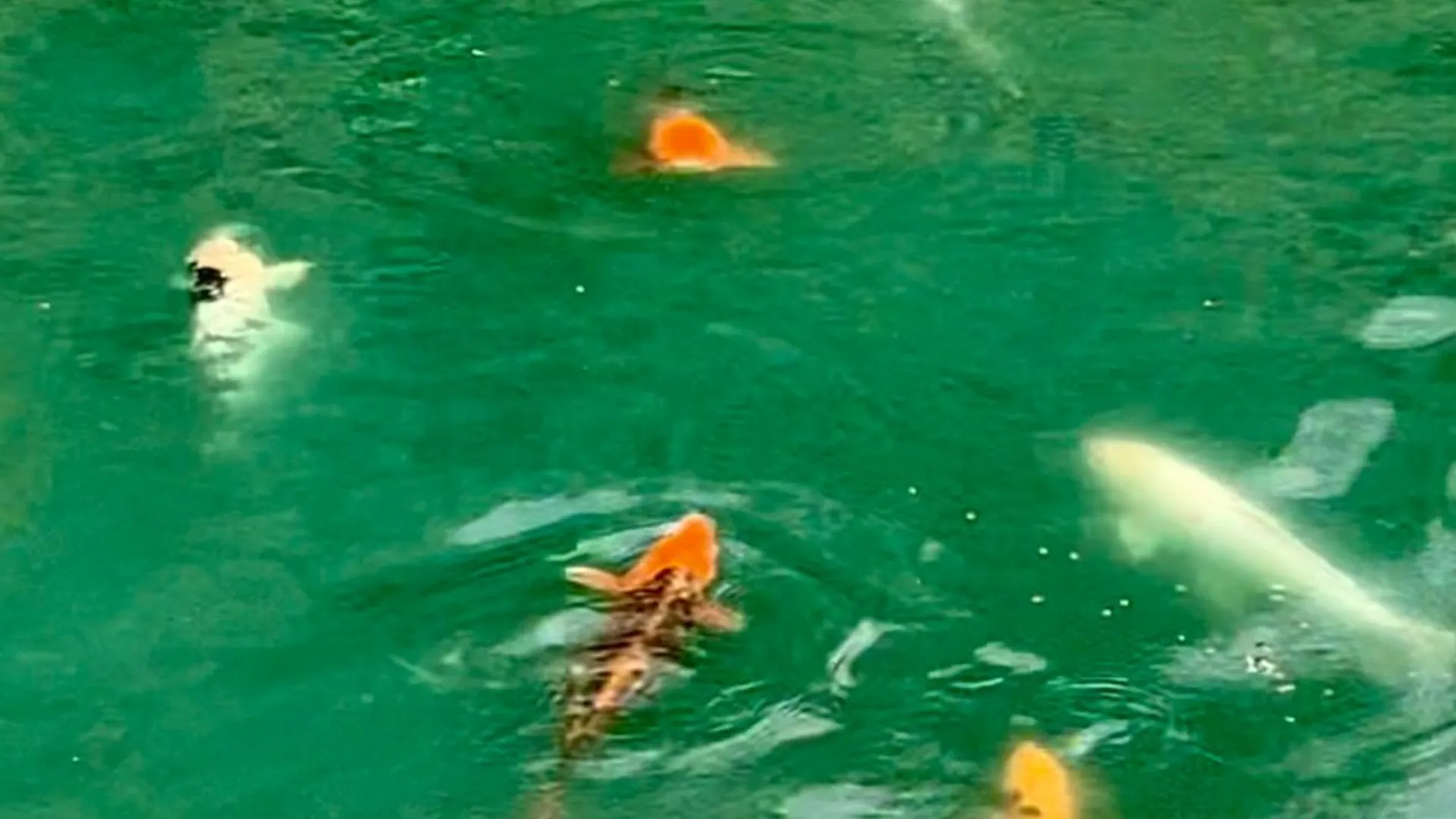 Property at 9069 Hill Road, Allen, NY 14735 46