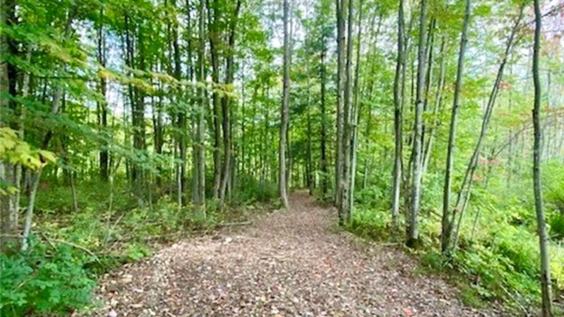 Property at 9069 Hill Road, Allen, NY 14735 47