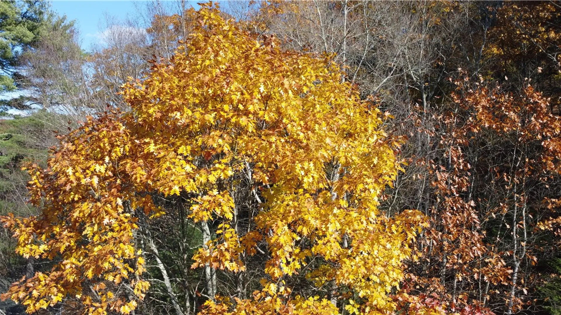 Property at 84 Peas Eddy Road, Hancock, NY 13783 15