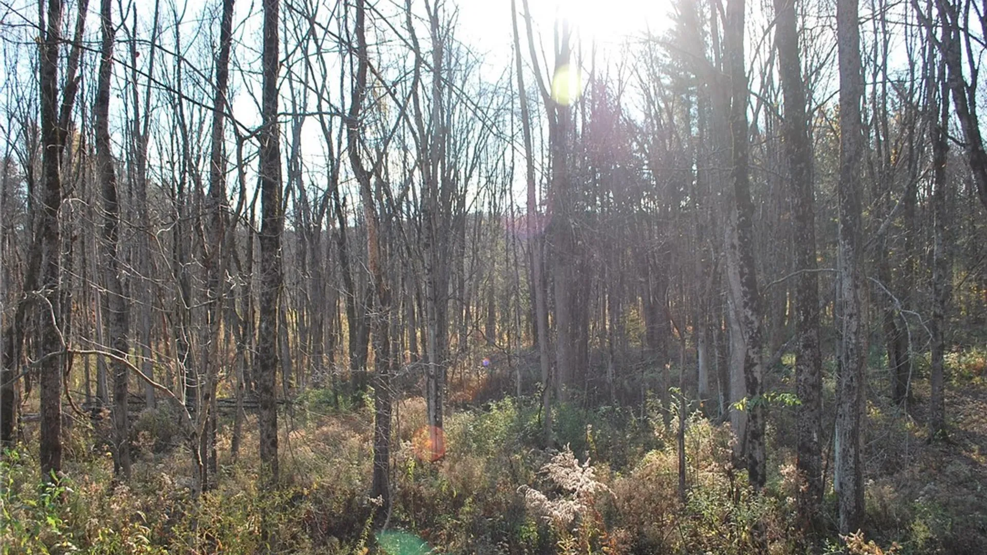 Property at 173 Green Road, New Haven, NY 13114 10