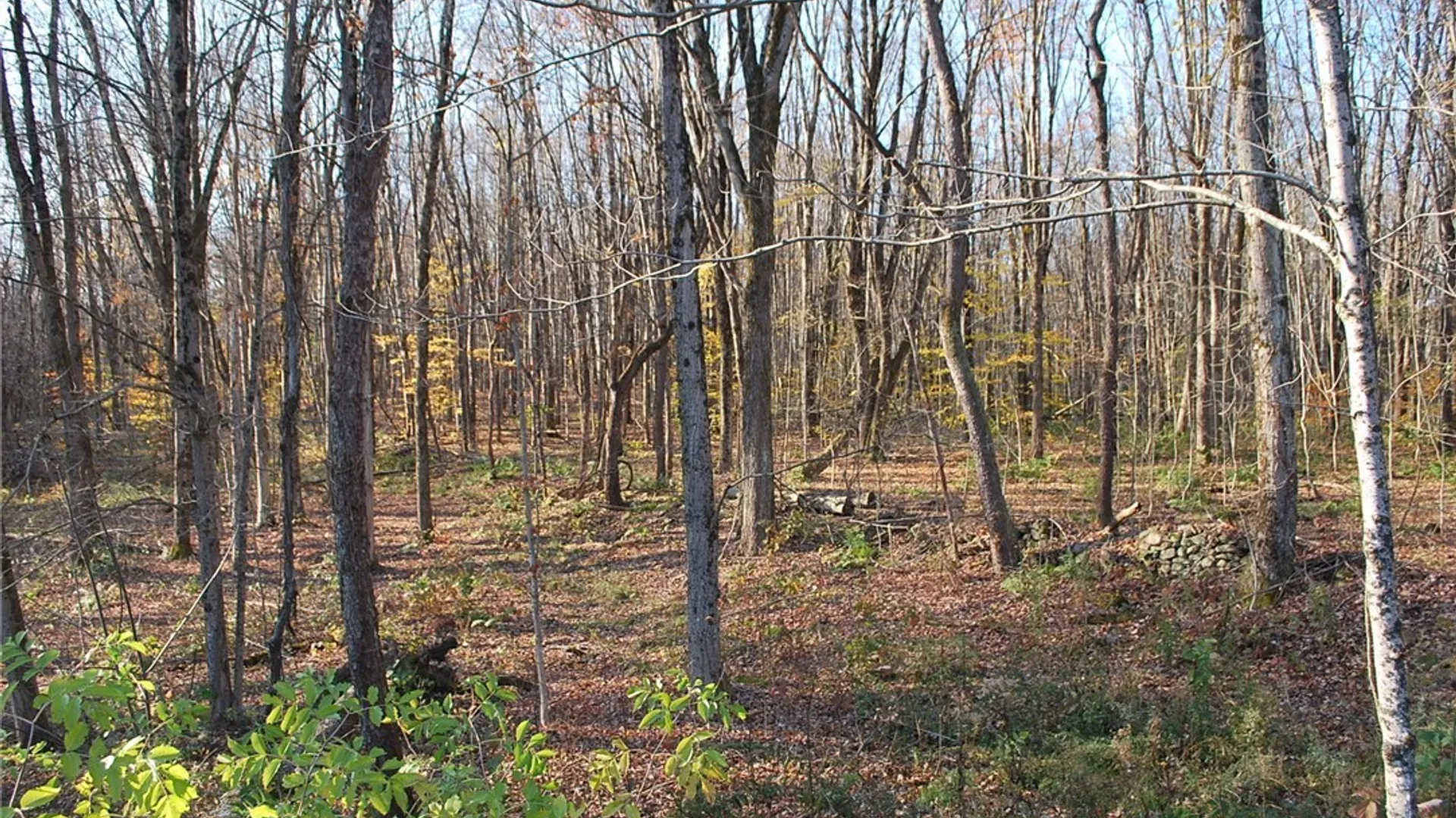 Property at 173 Green Road, New Haven, NY 13114 9