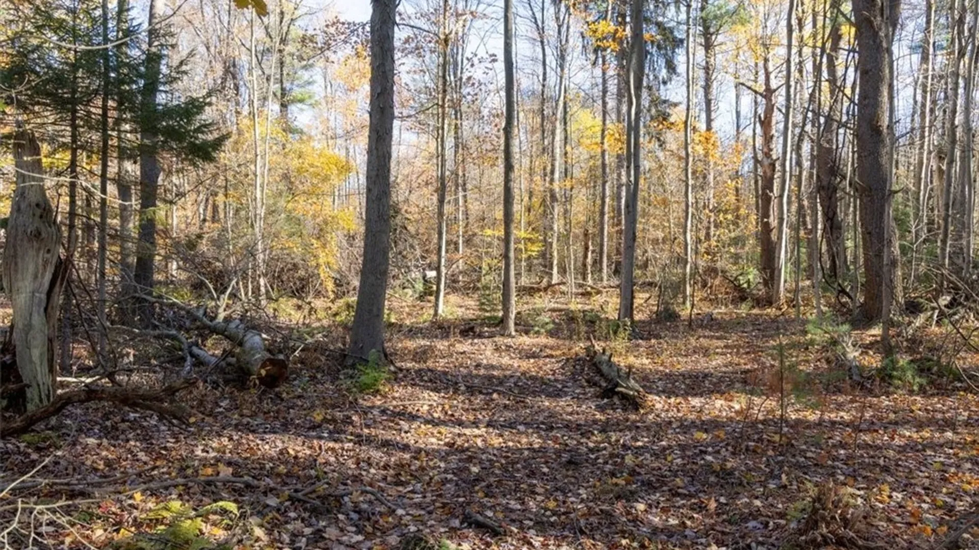 Property at 9881+9937 Larkin Road, Eden, NY 14057 11